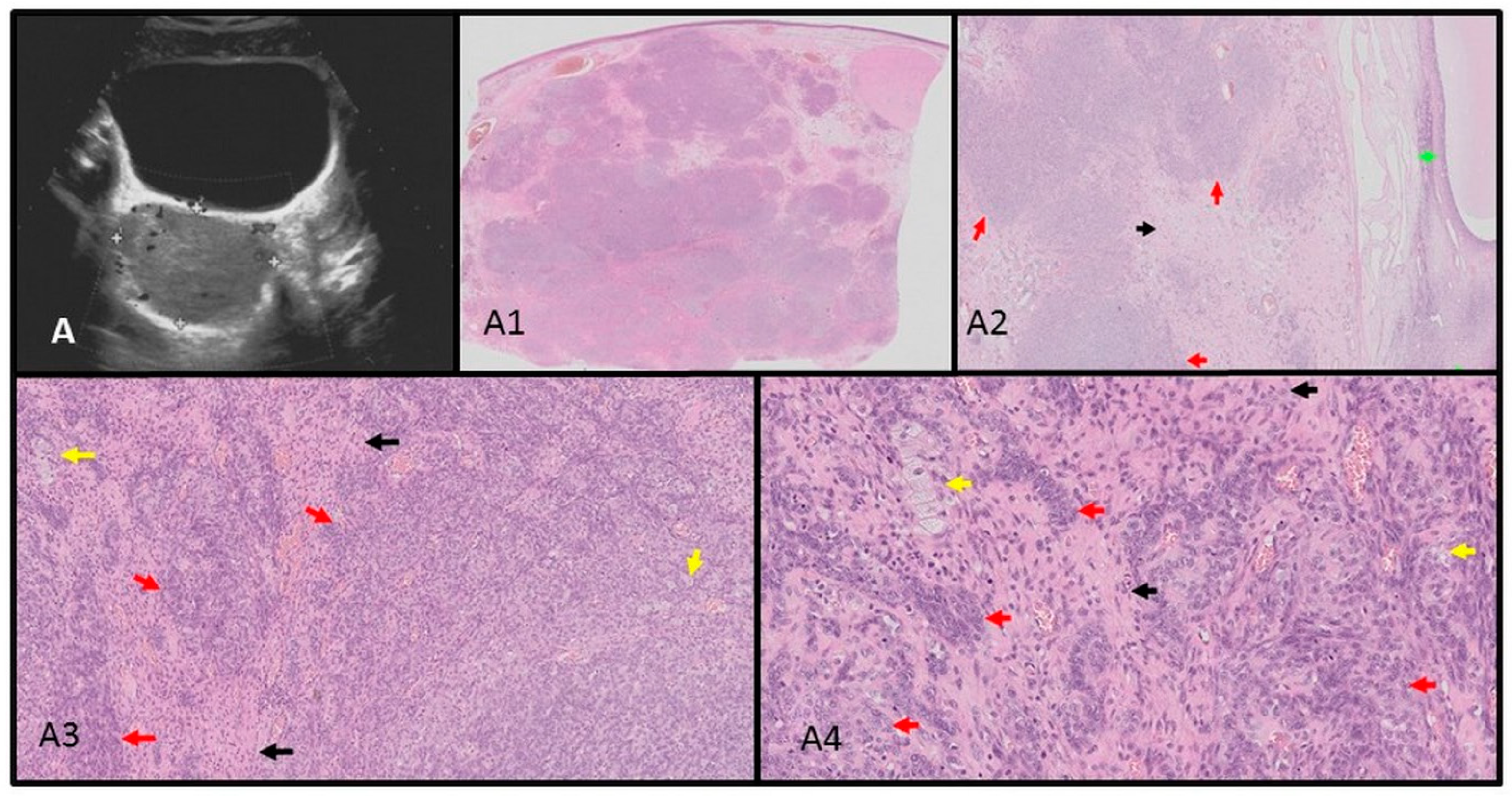 Children 11 00403 g002