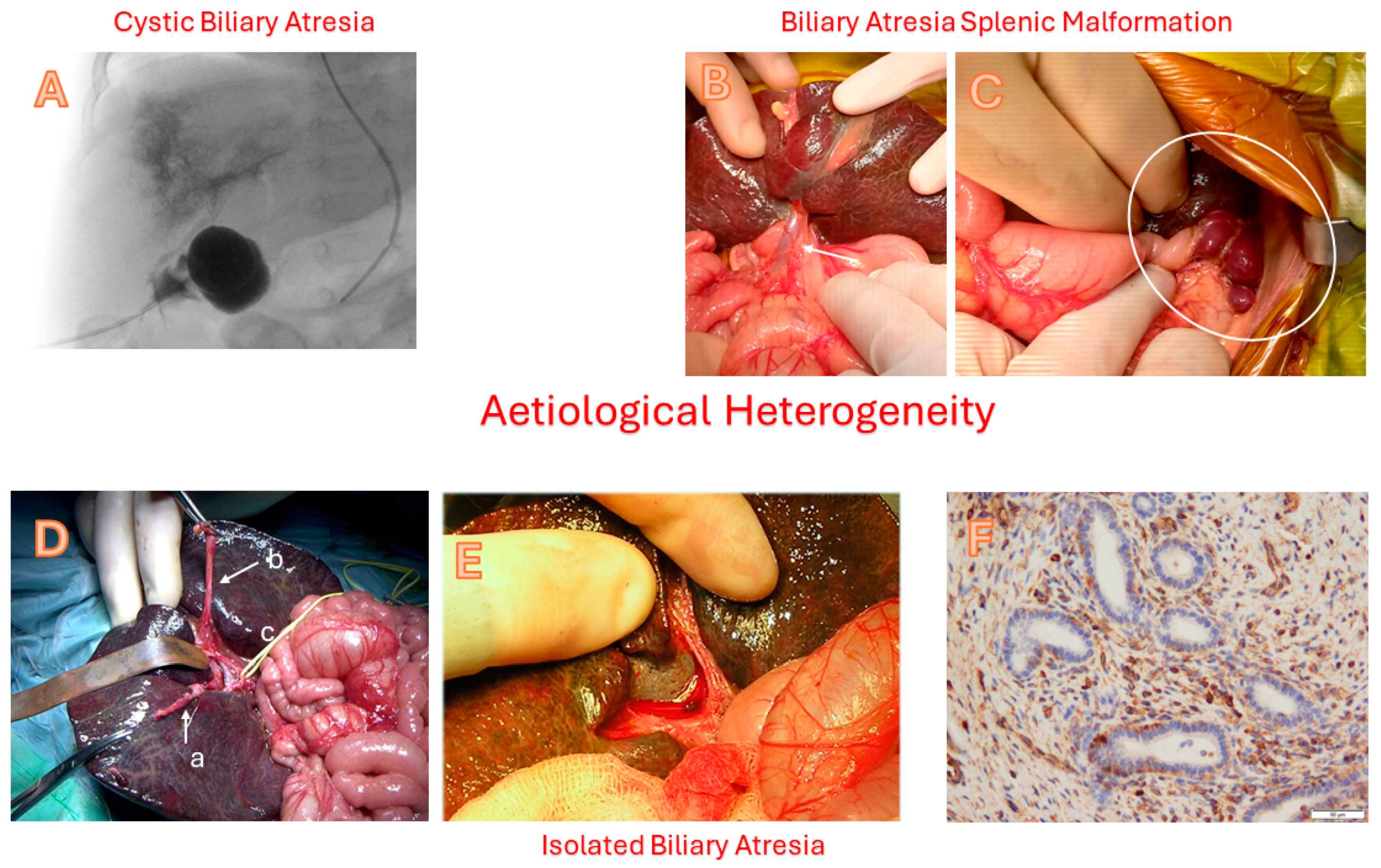 Children 12 00095 g002