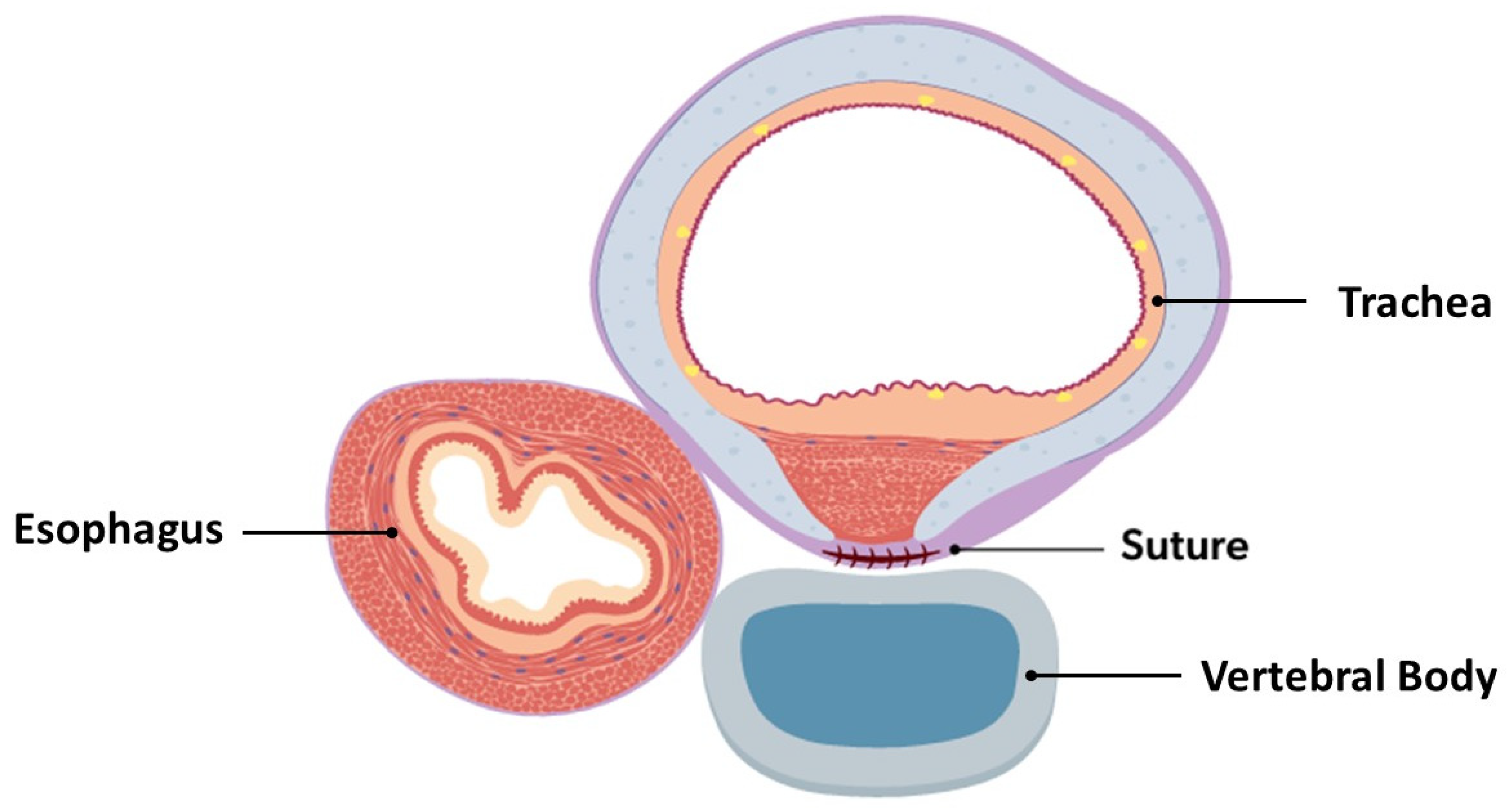 Children 13 00199 g004 Children 13 00199 g004