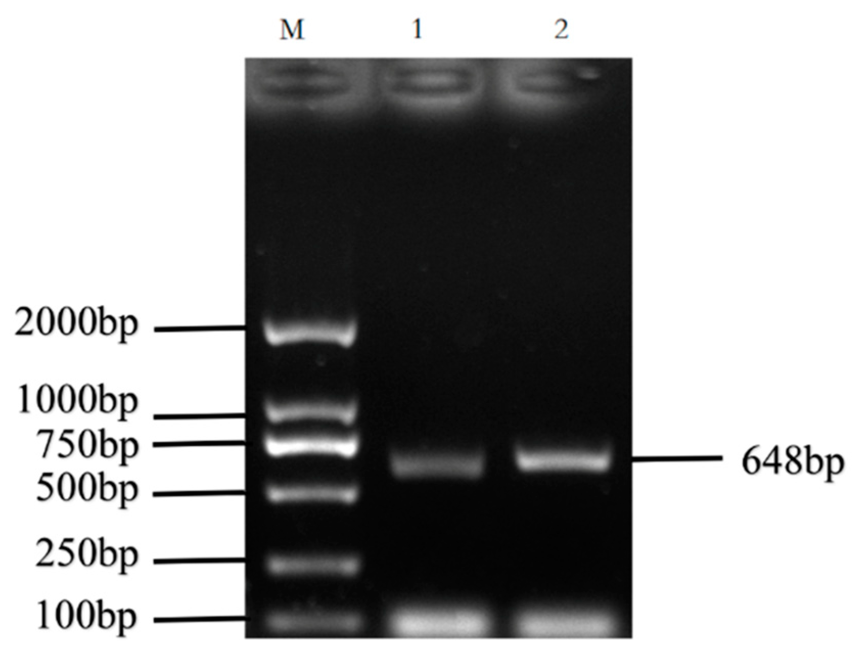 Cimb 44 00259 g001 Cimb 44 00259 g001