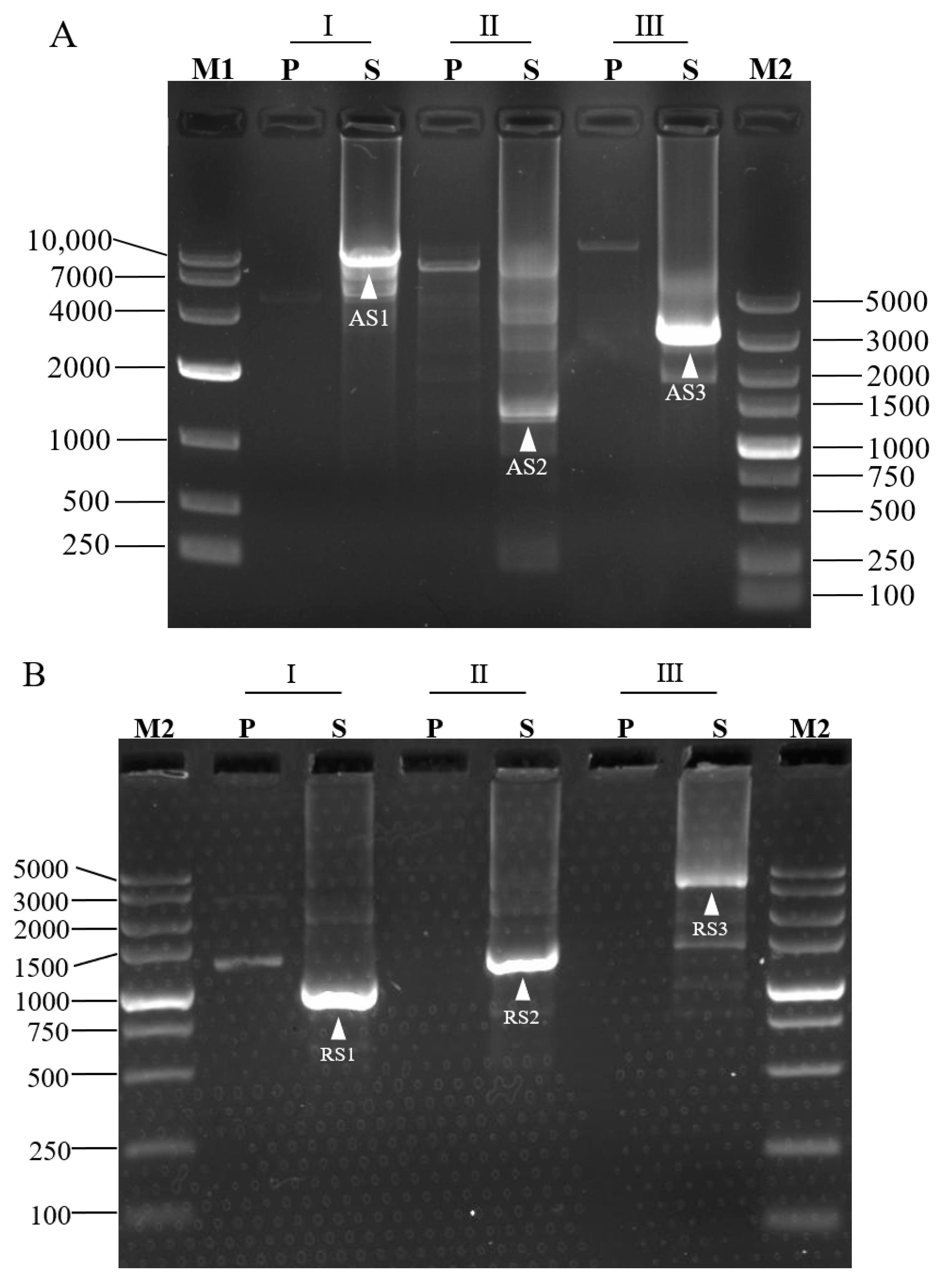 Cimb 45 00034 g002a Cimb 45 00034 g002a