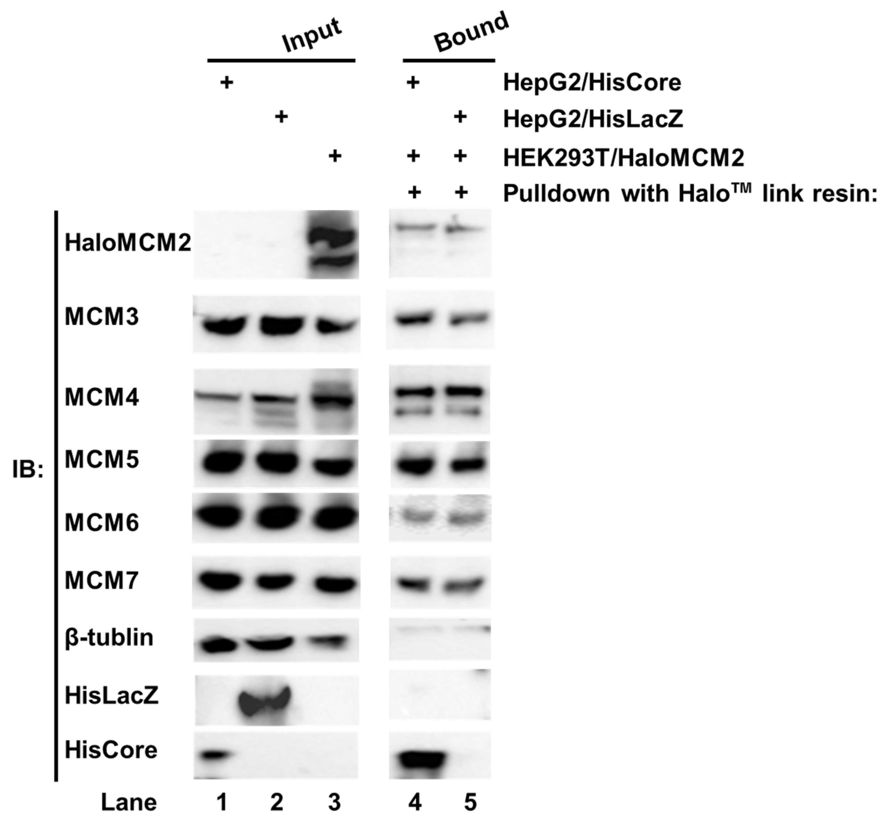 Cimb 45 00050 g003 Cimb 45 00050 g003