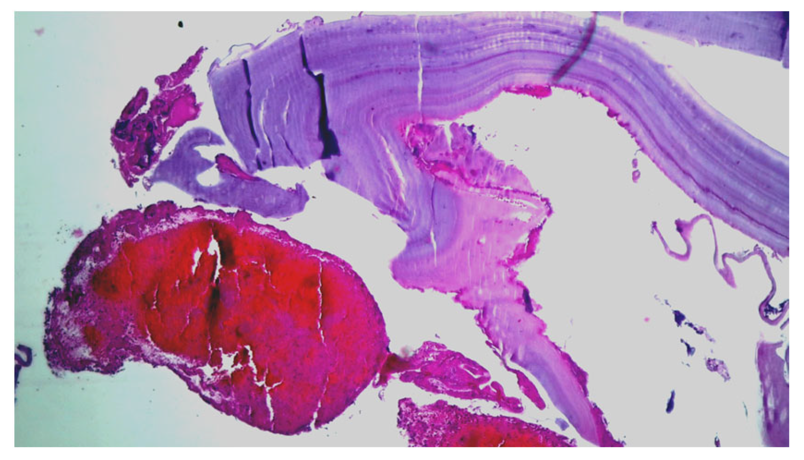 Cimb 45 00170 g004 Cimb 45 00170 g004