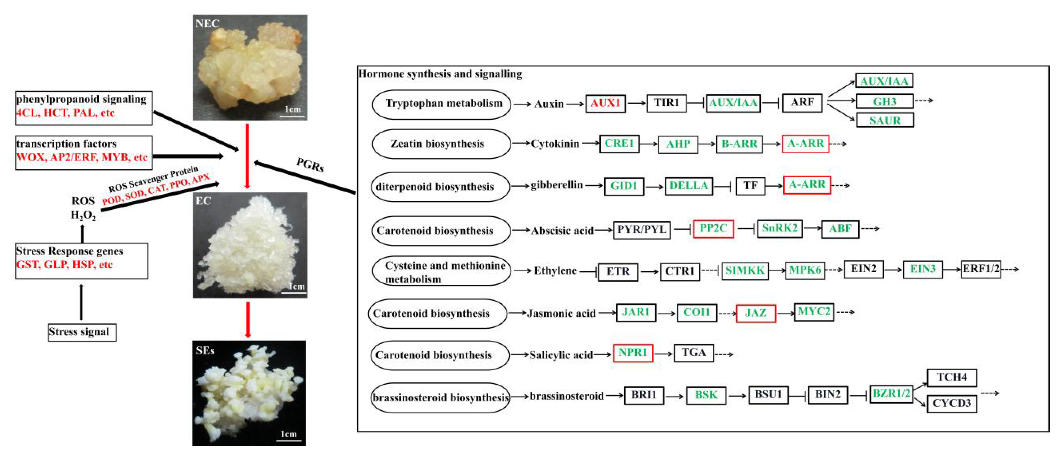 Cimb 45 00332 g007 Cimb 45 00332 g007