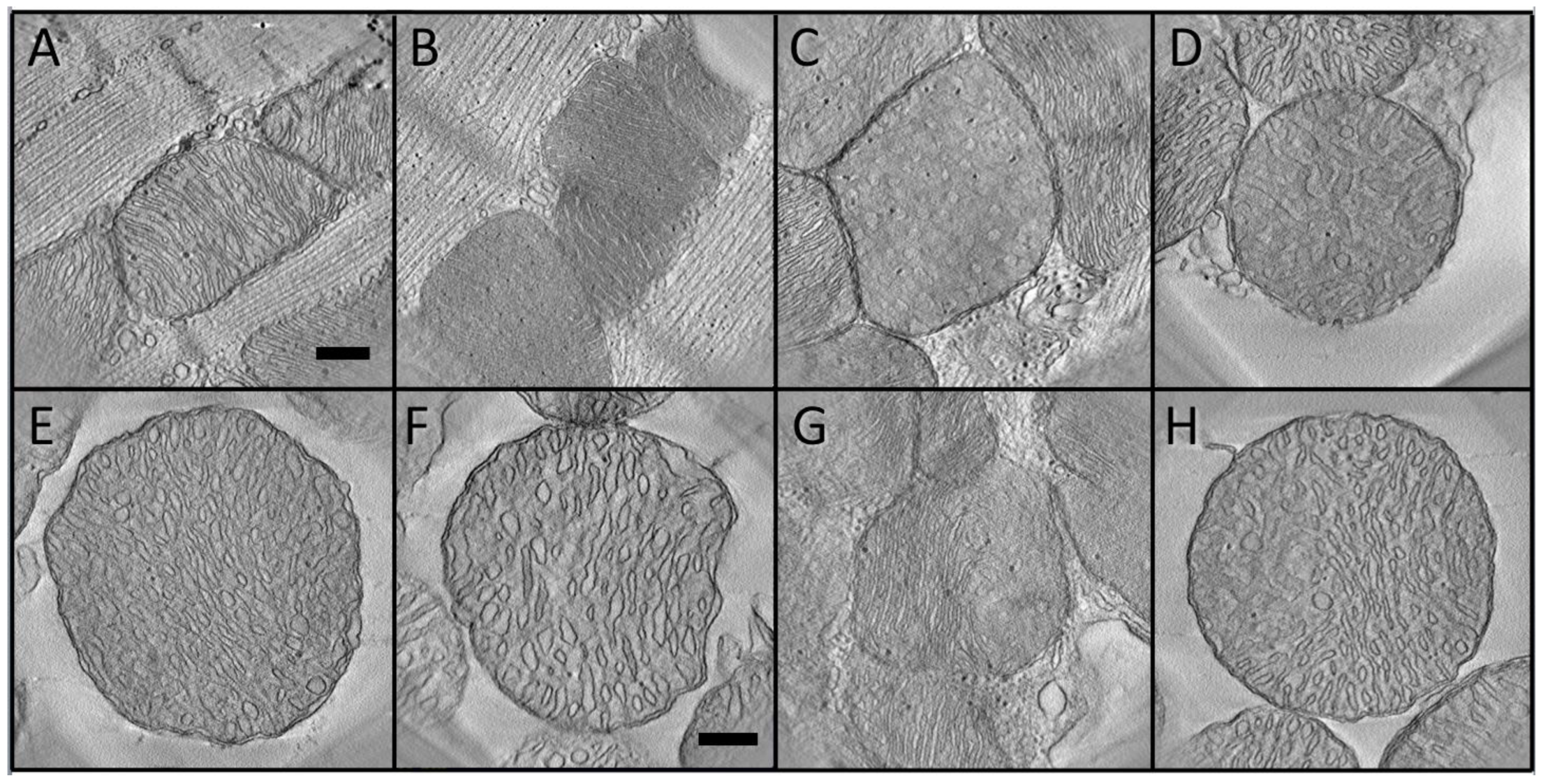Cimb 45 00385 g001 Cimb 45 00385 g001