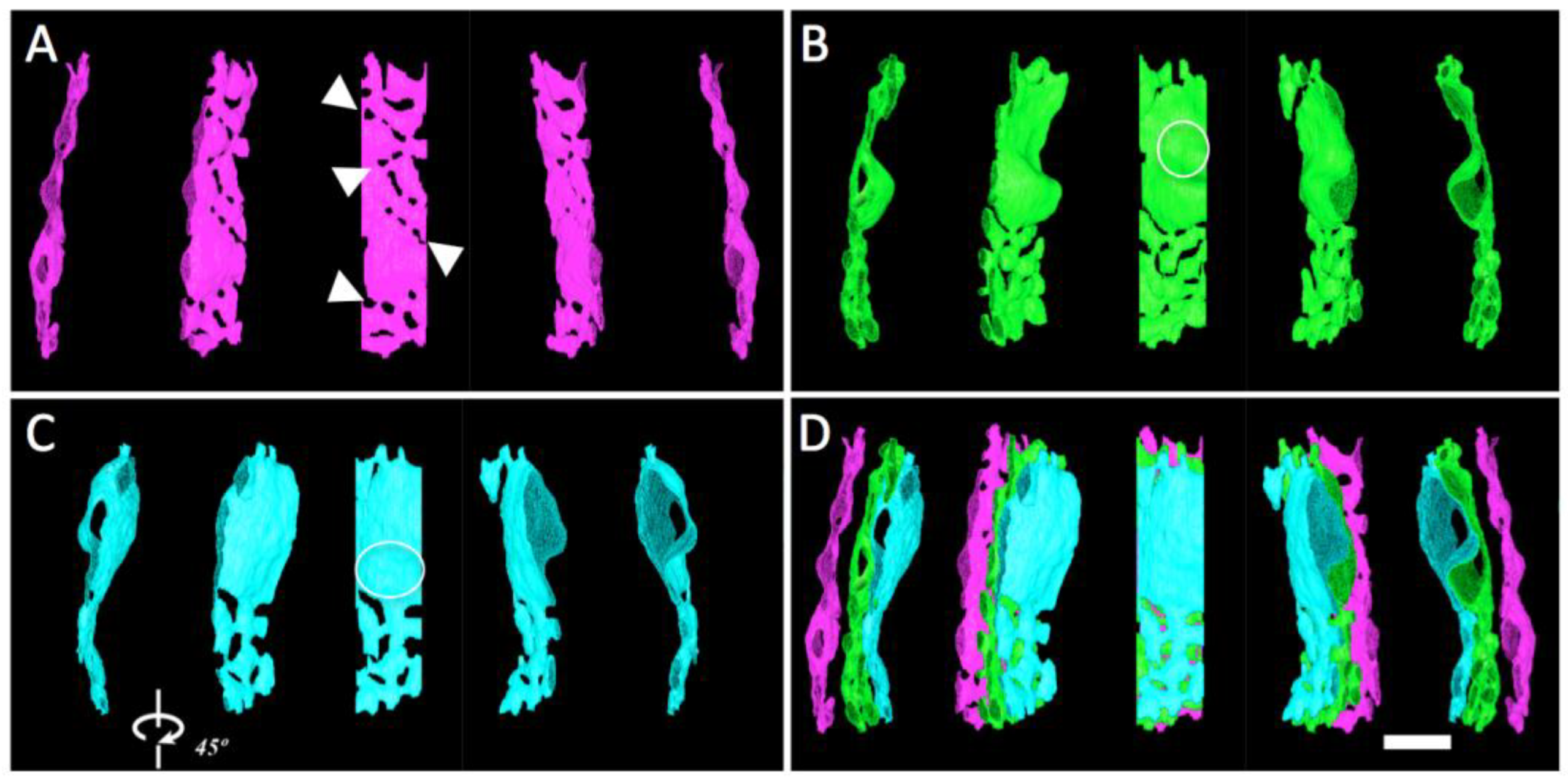 Cimb 45 00385 g006 Cimb 45 00385 g006