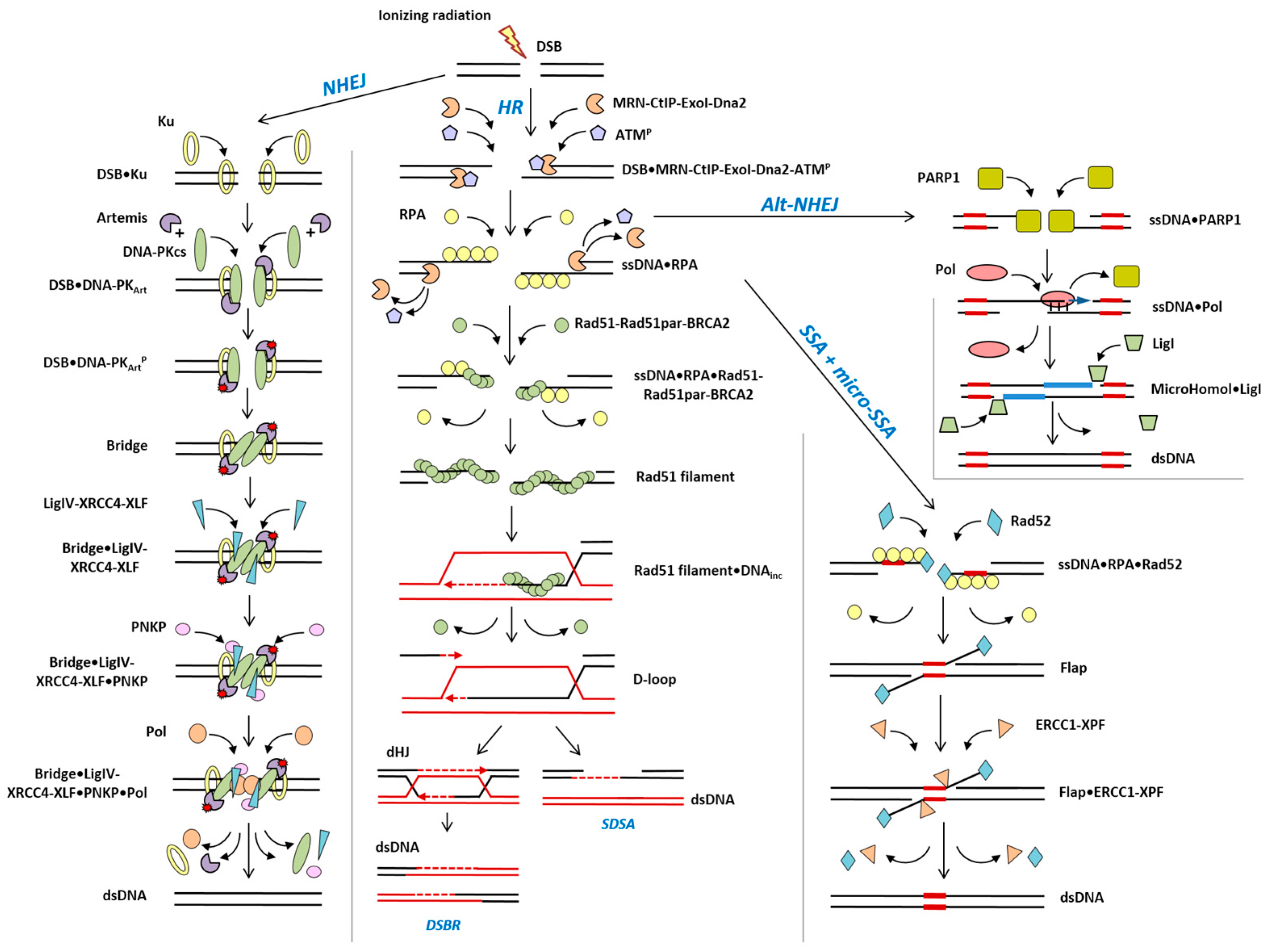 Cimb 45 00465 g001 Cimb 45 00465 g001