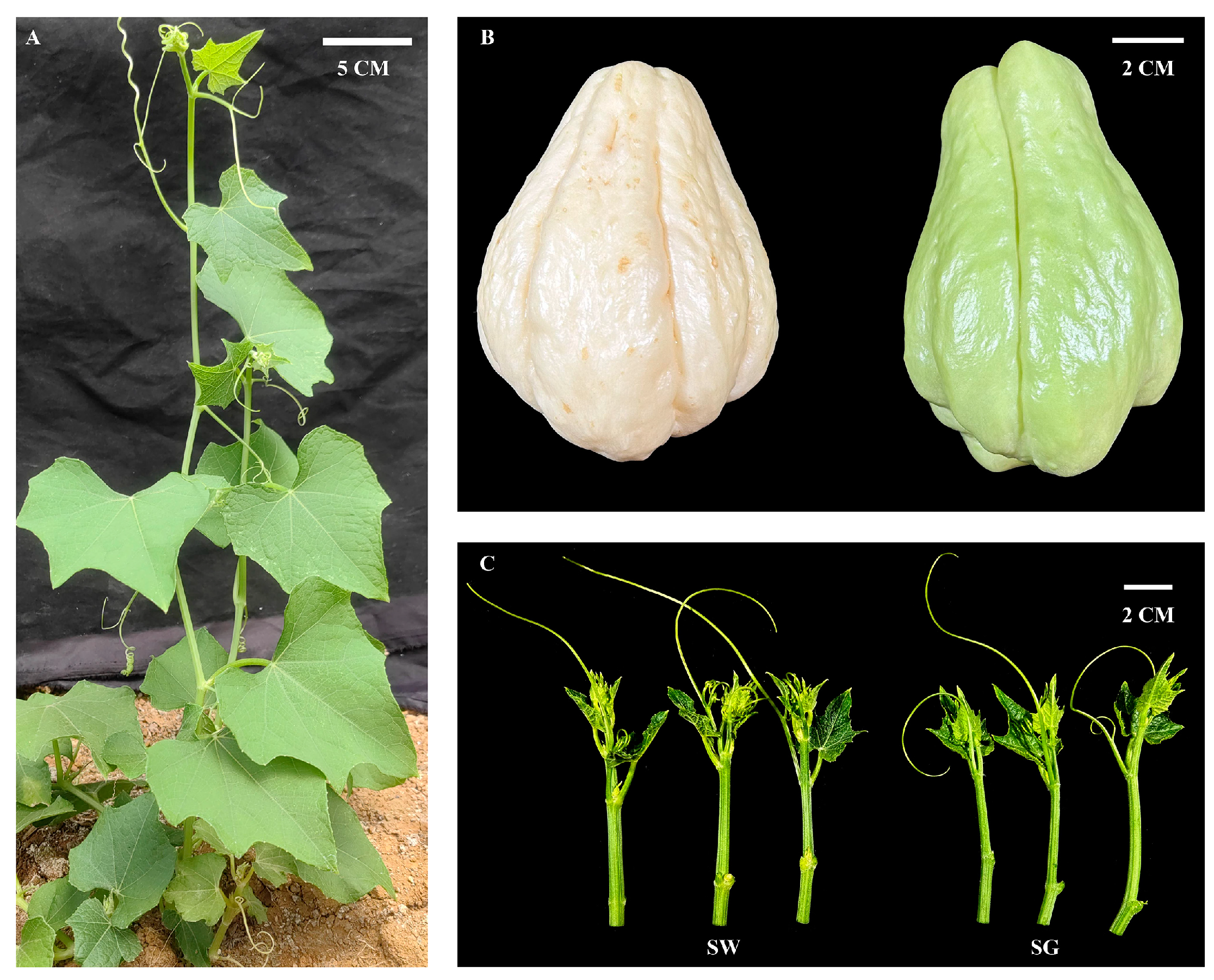 Cimb 45 00568 g001 Cimb 45 00568 g001