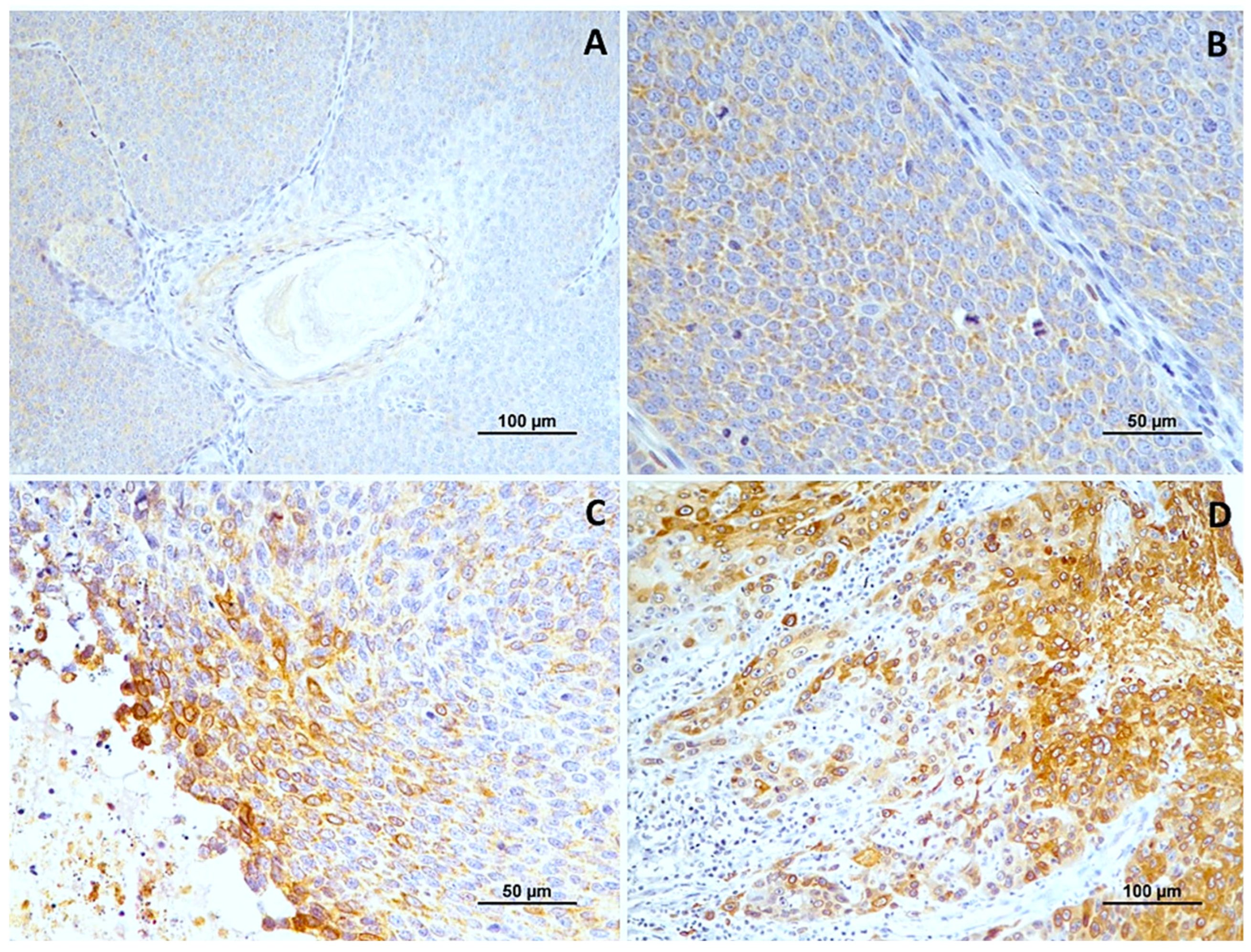 Cimb 46 00031 g002 Cimb 46 00031 g002