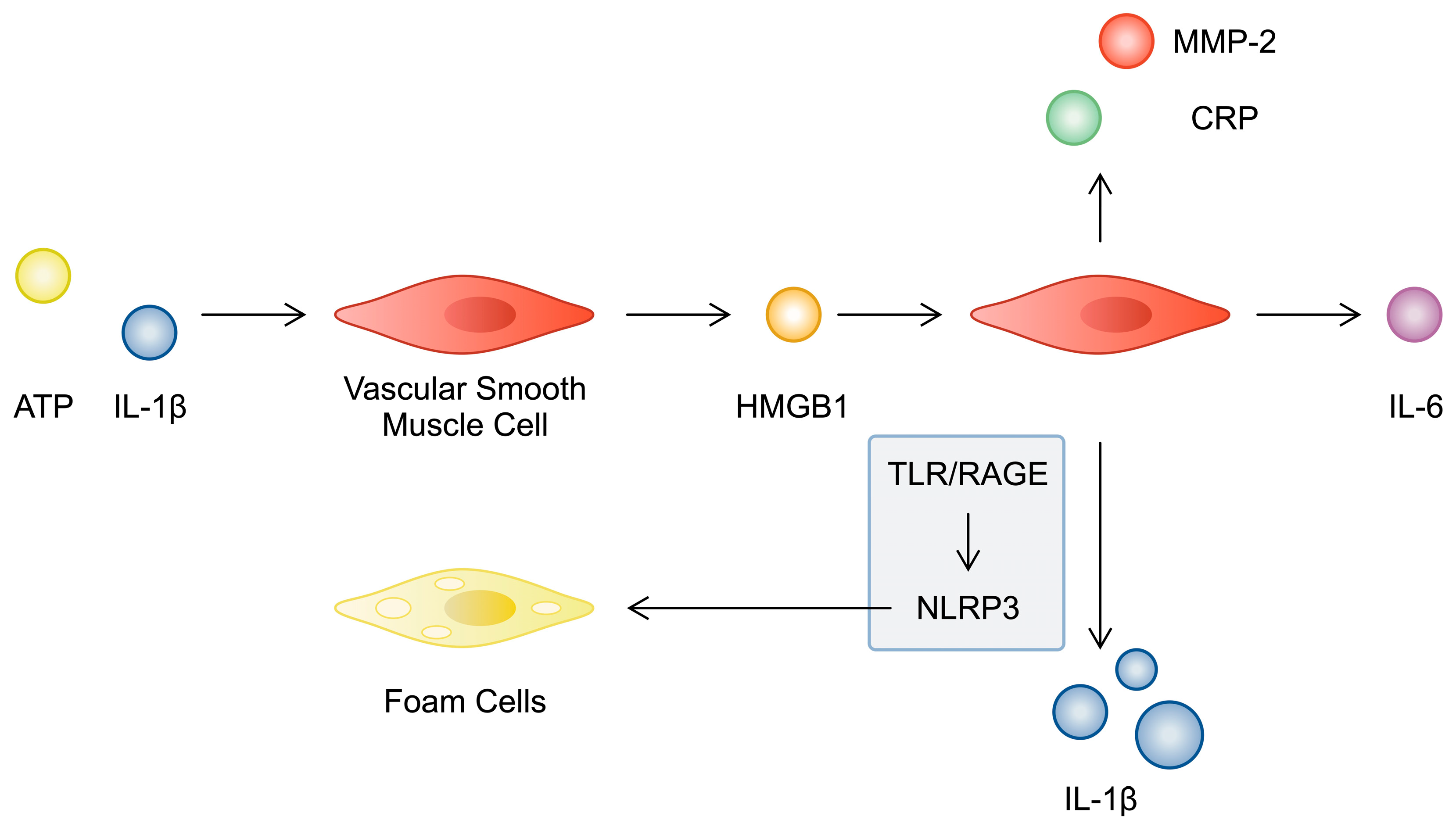 Cimb 46 00532 g001 Cimb 46 00532 g001