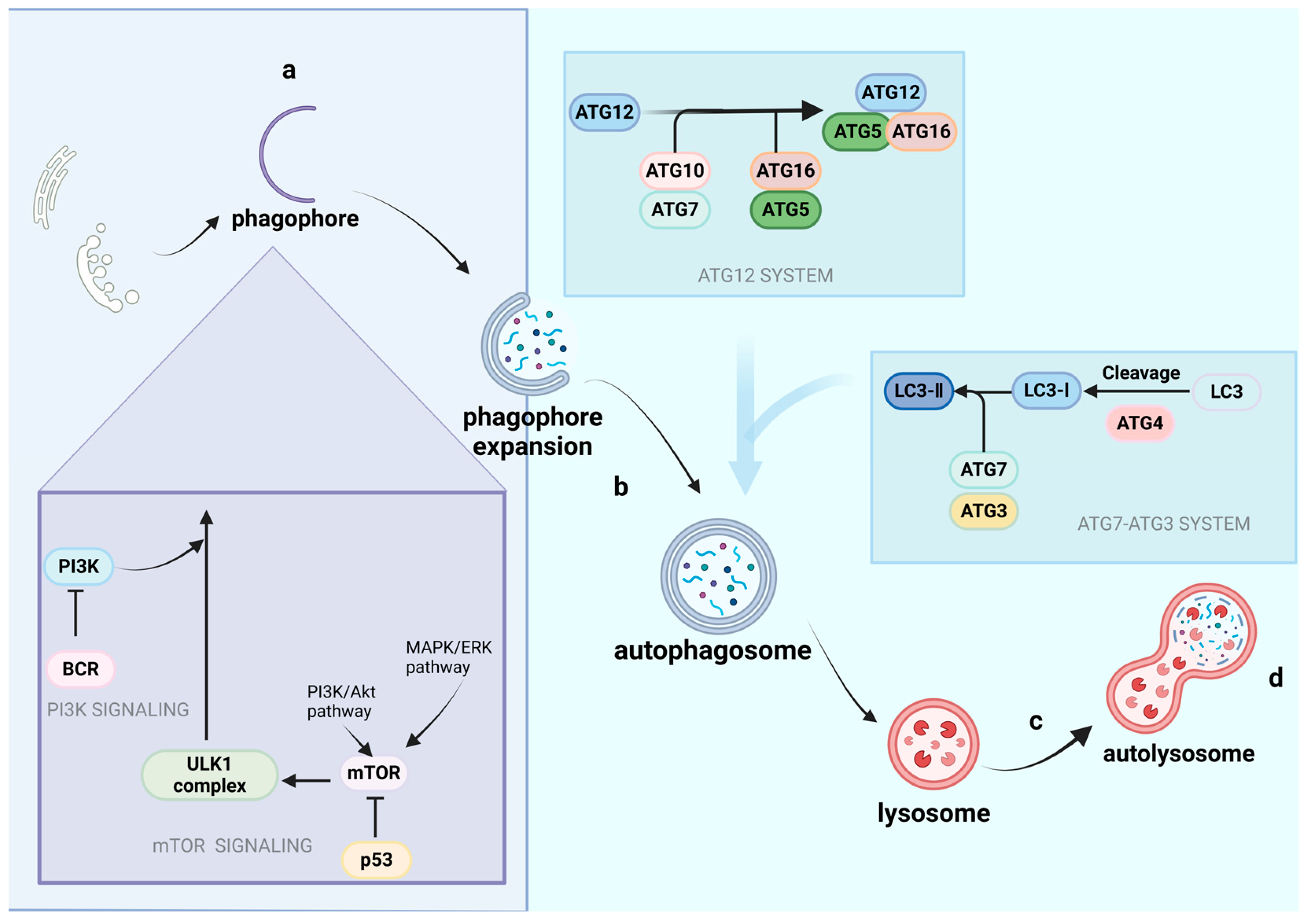Cimb 46 00612 g002 Cimb 46 00612 g002