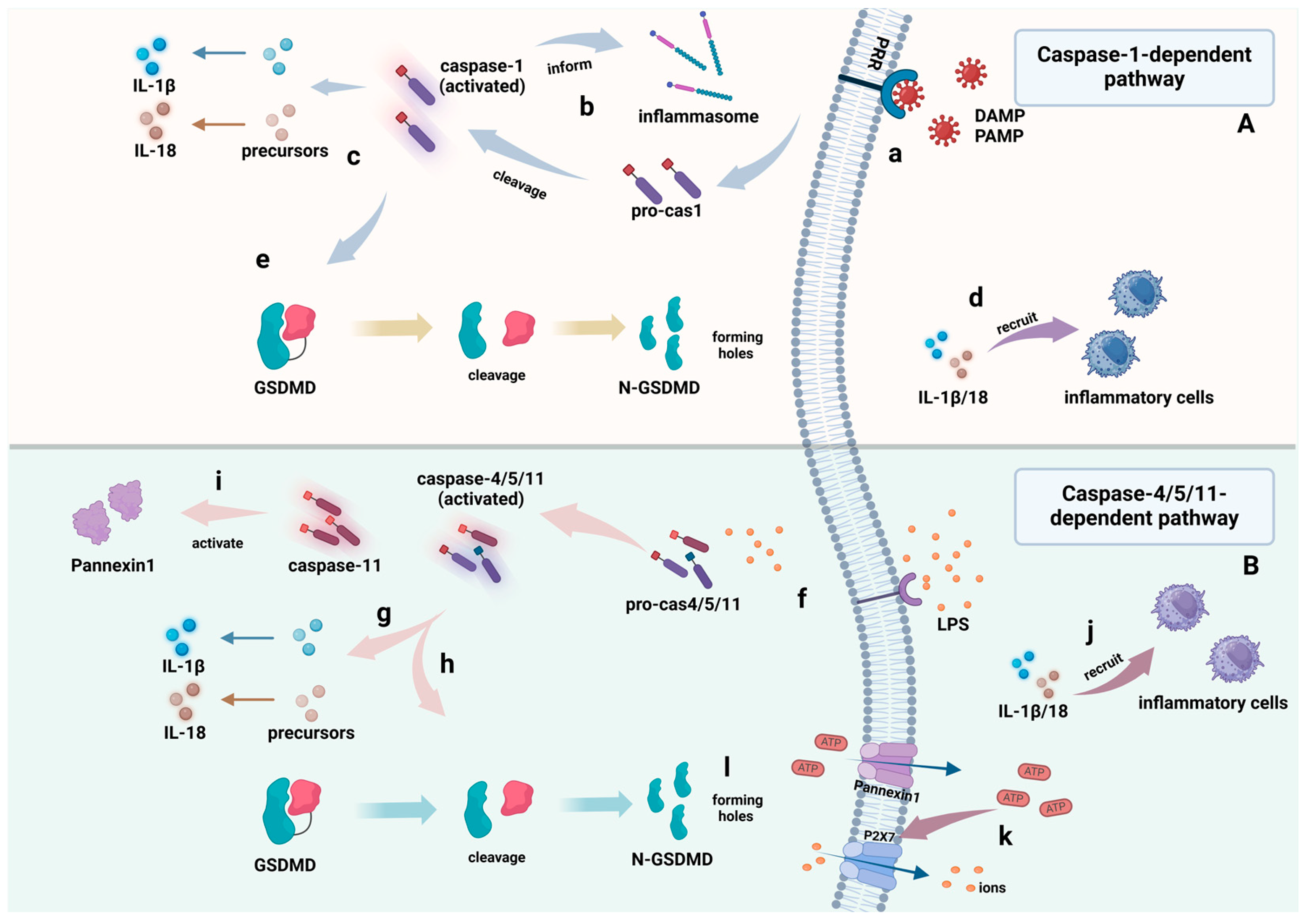 Cimb 46 00612 g003 Cimb 46 00612 g003