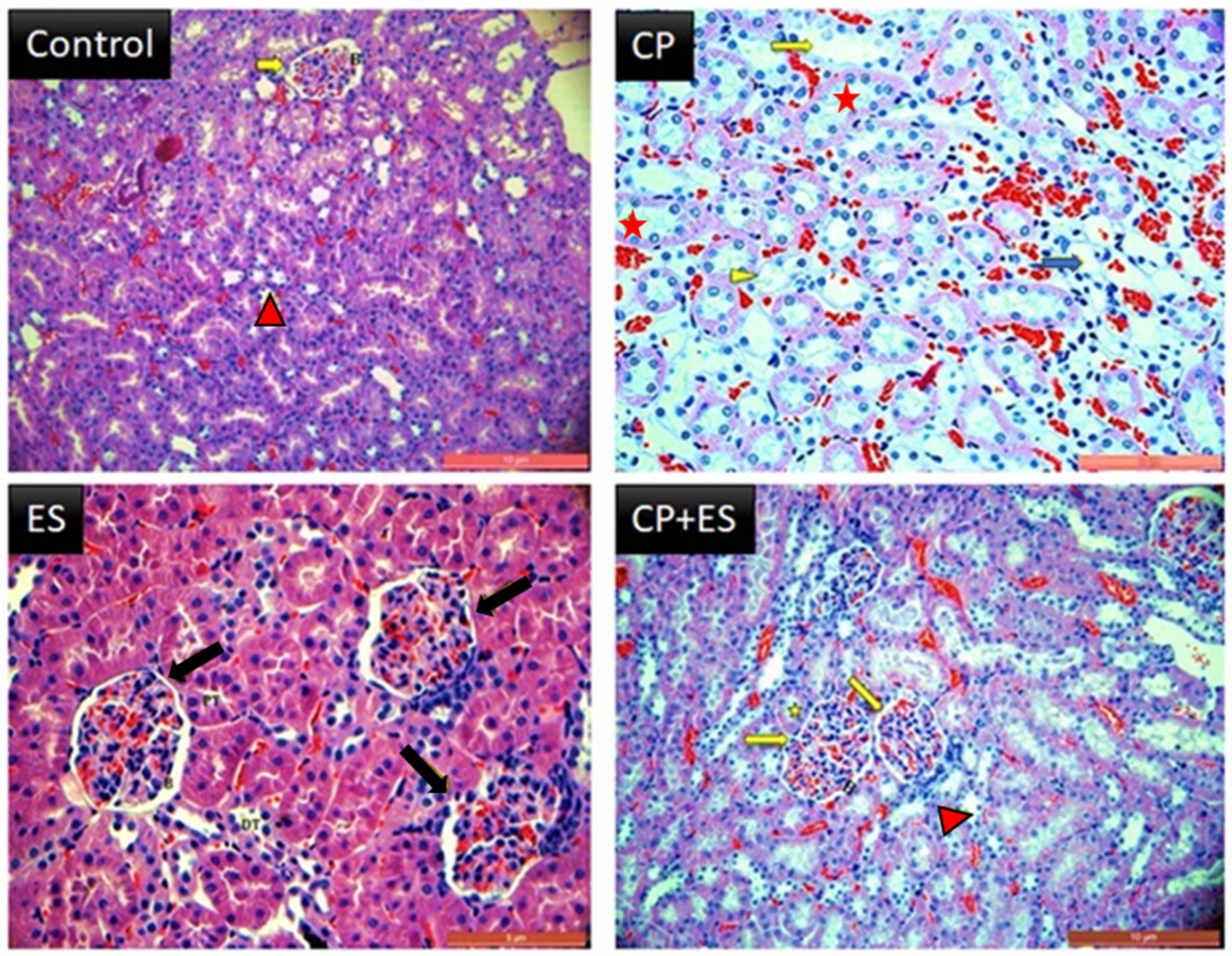 Cimb 46 00804 g001 Cimb 46 00804 g001