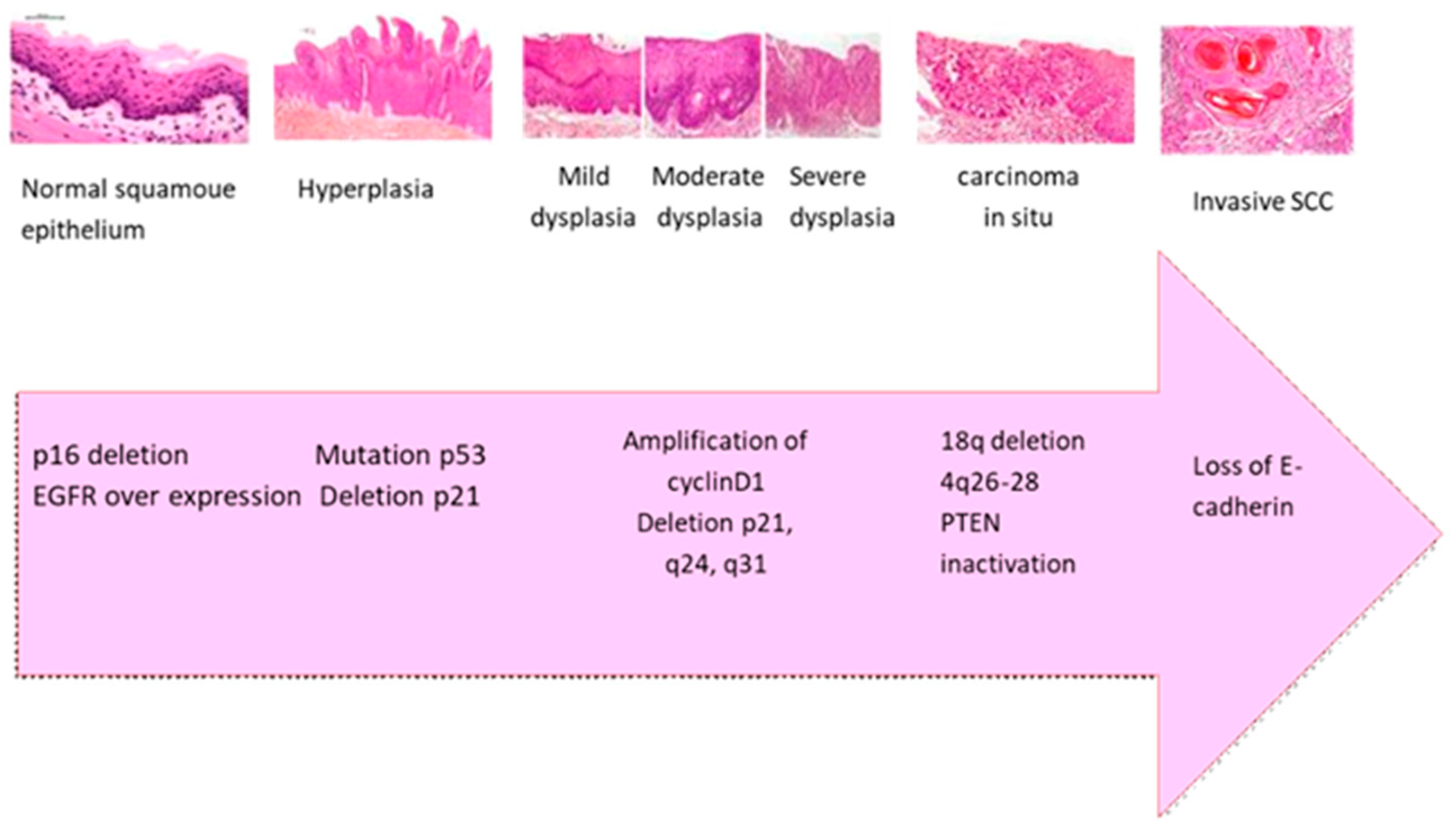 Cimb 47 00584 g002 Cimb 47 00584 g002