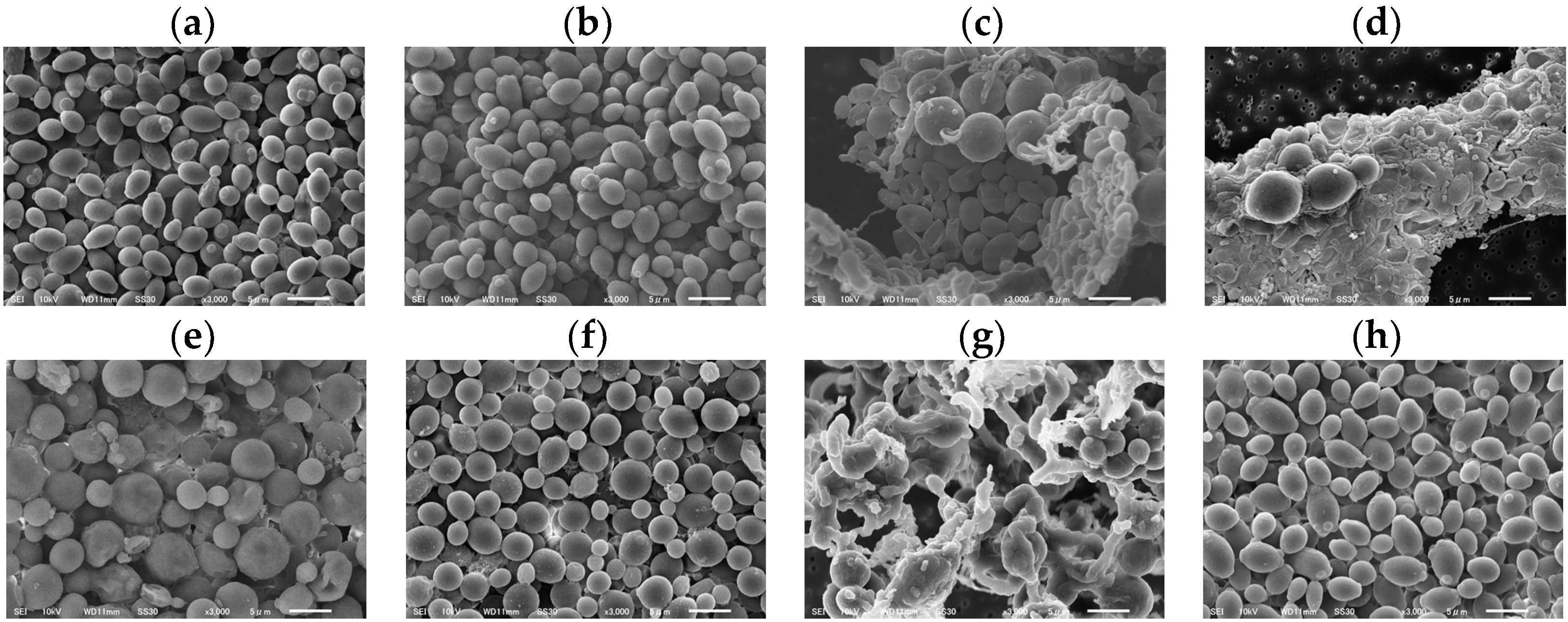 Cimb 48 00150 g004 Cimb 48 00150 g004