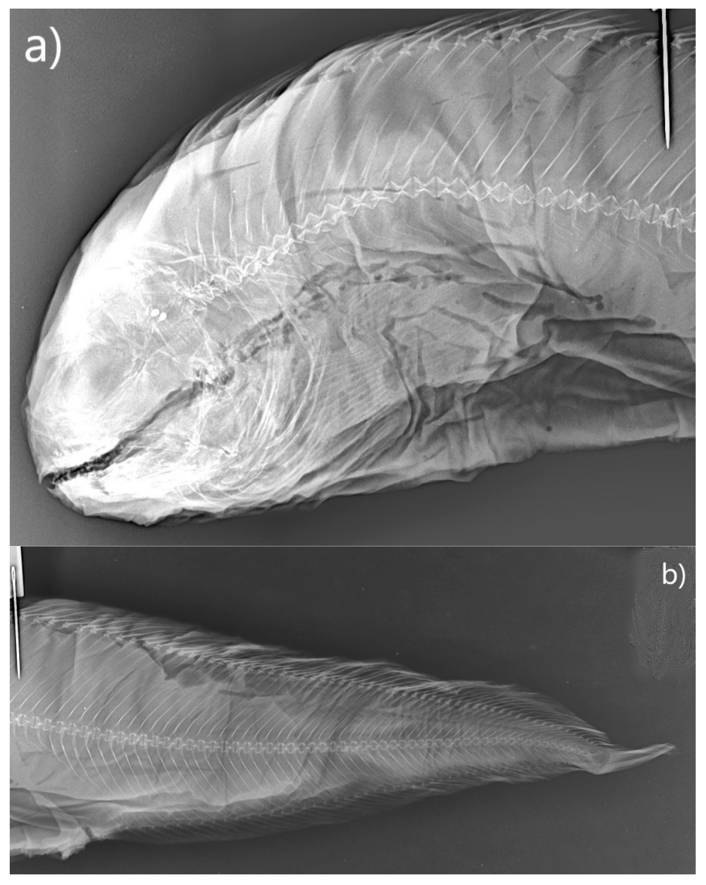 Climate 11 00101 g003