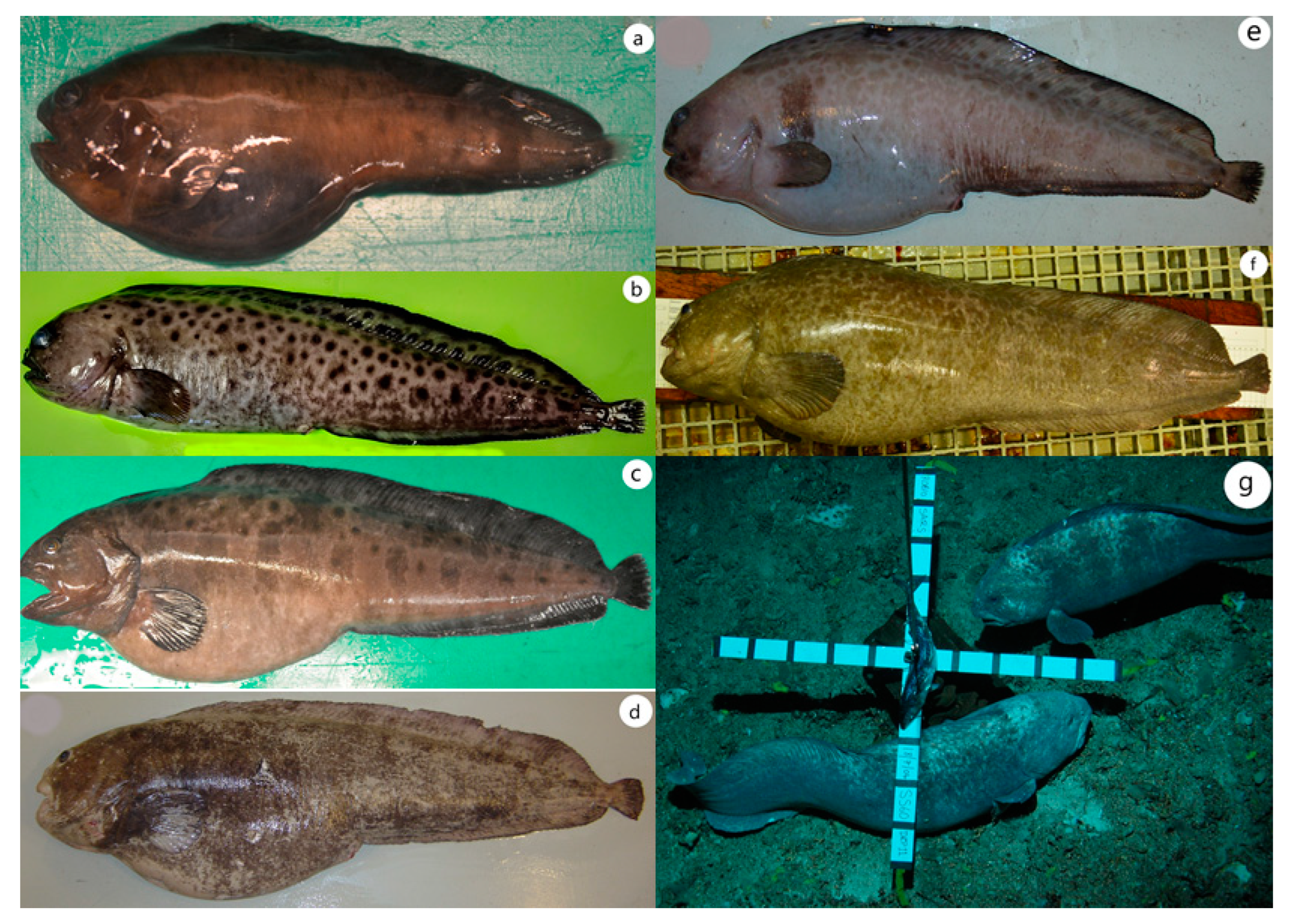 Climate 11 00101 g006