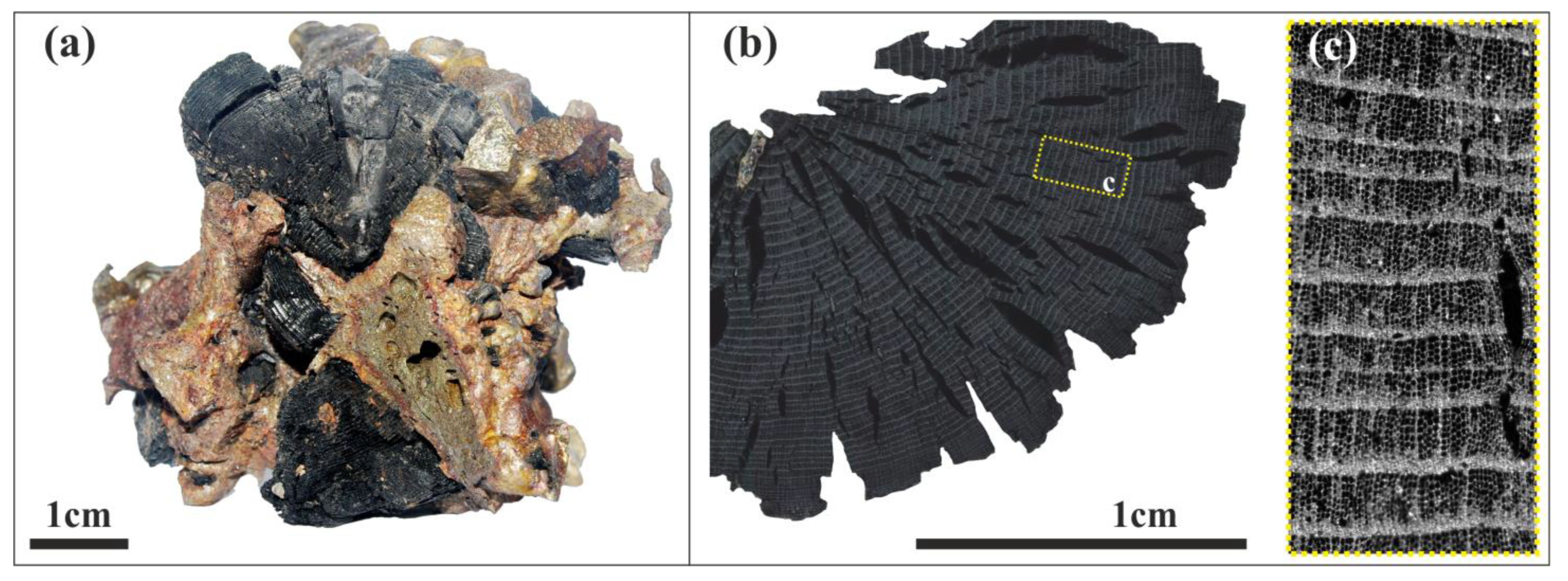 Climate 11 00150 g004