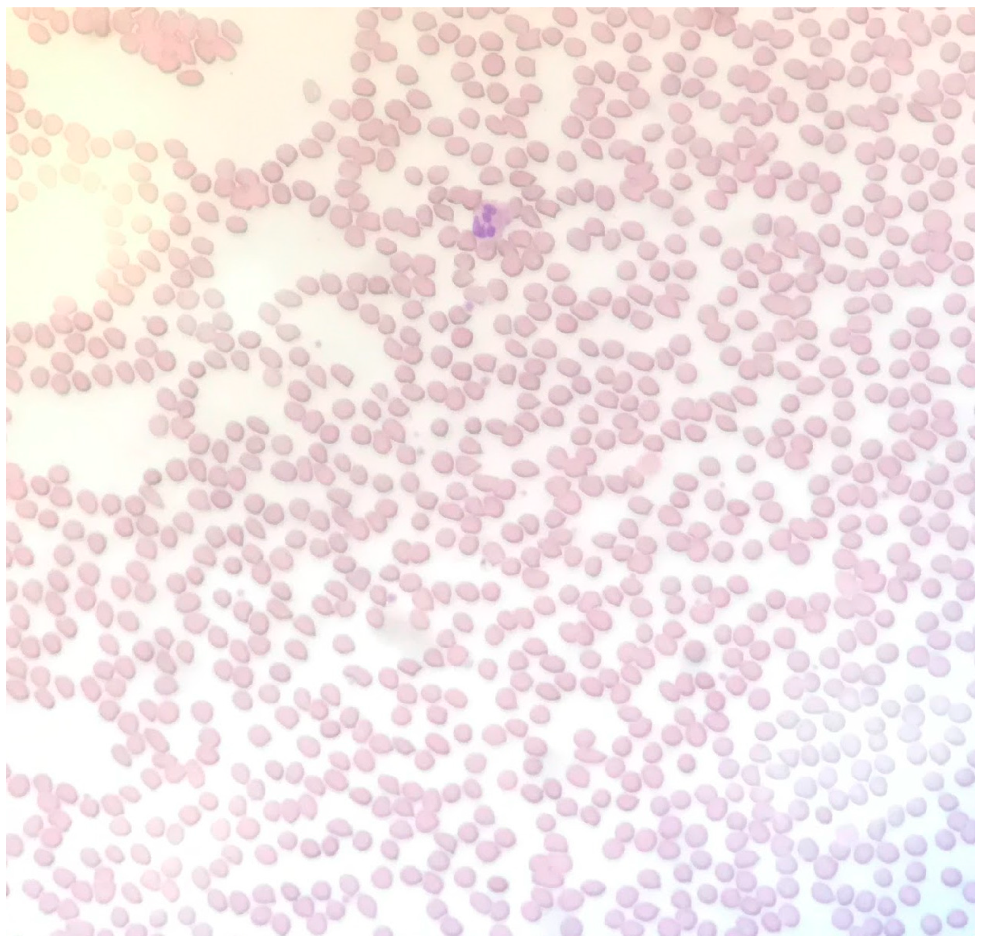 Clinpract 11 00033 g002 Clinpract 11 00033 g002