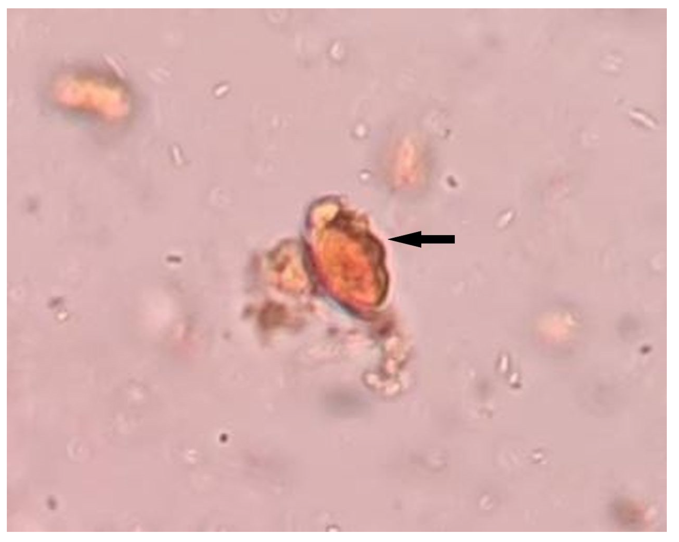 Clinpract 11 00094 g001 Clinpract 11 00094 g001