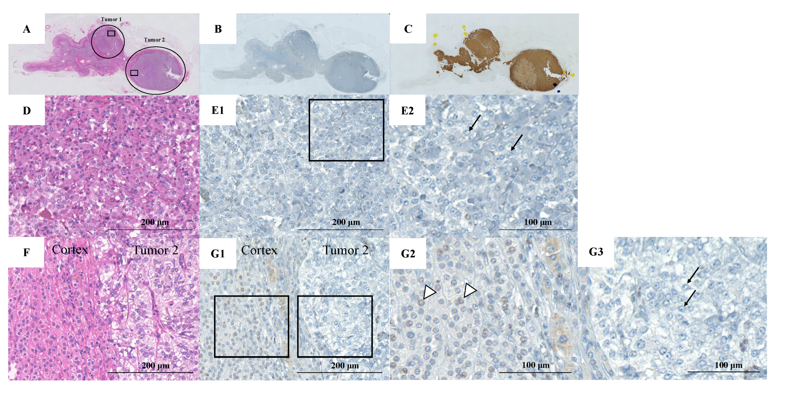 Clinpract 12 00035 g002