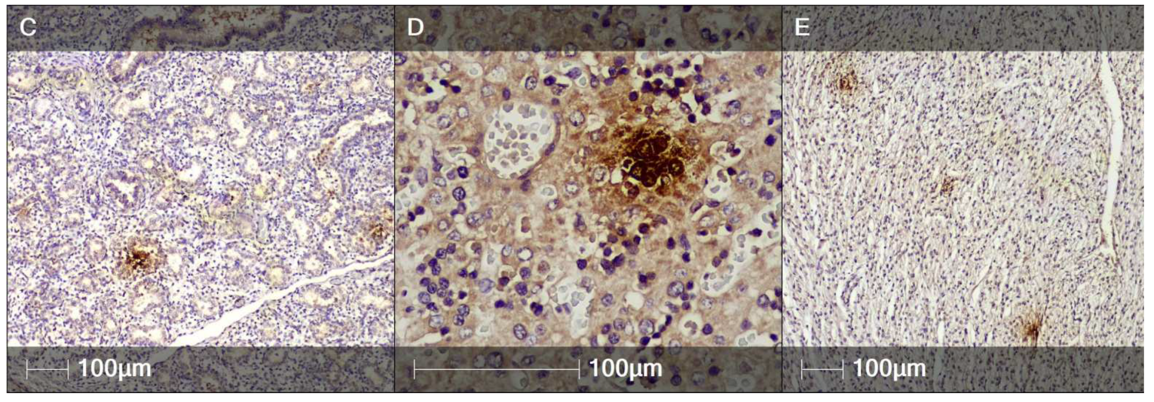 Clinpract 12 00061 g008b