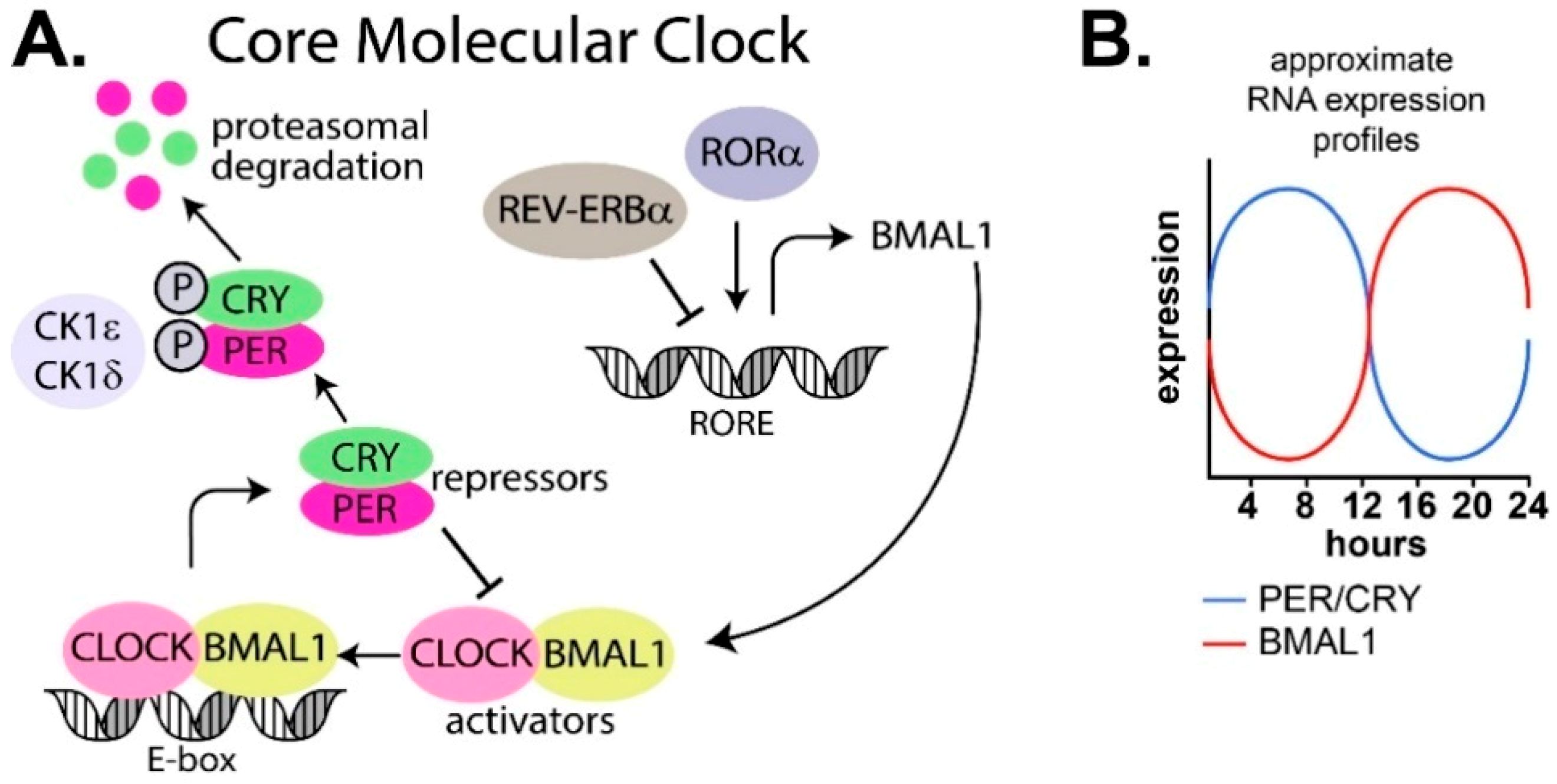 Clockssleep 01 00034 g002