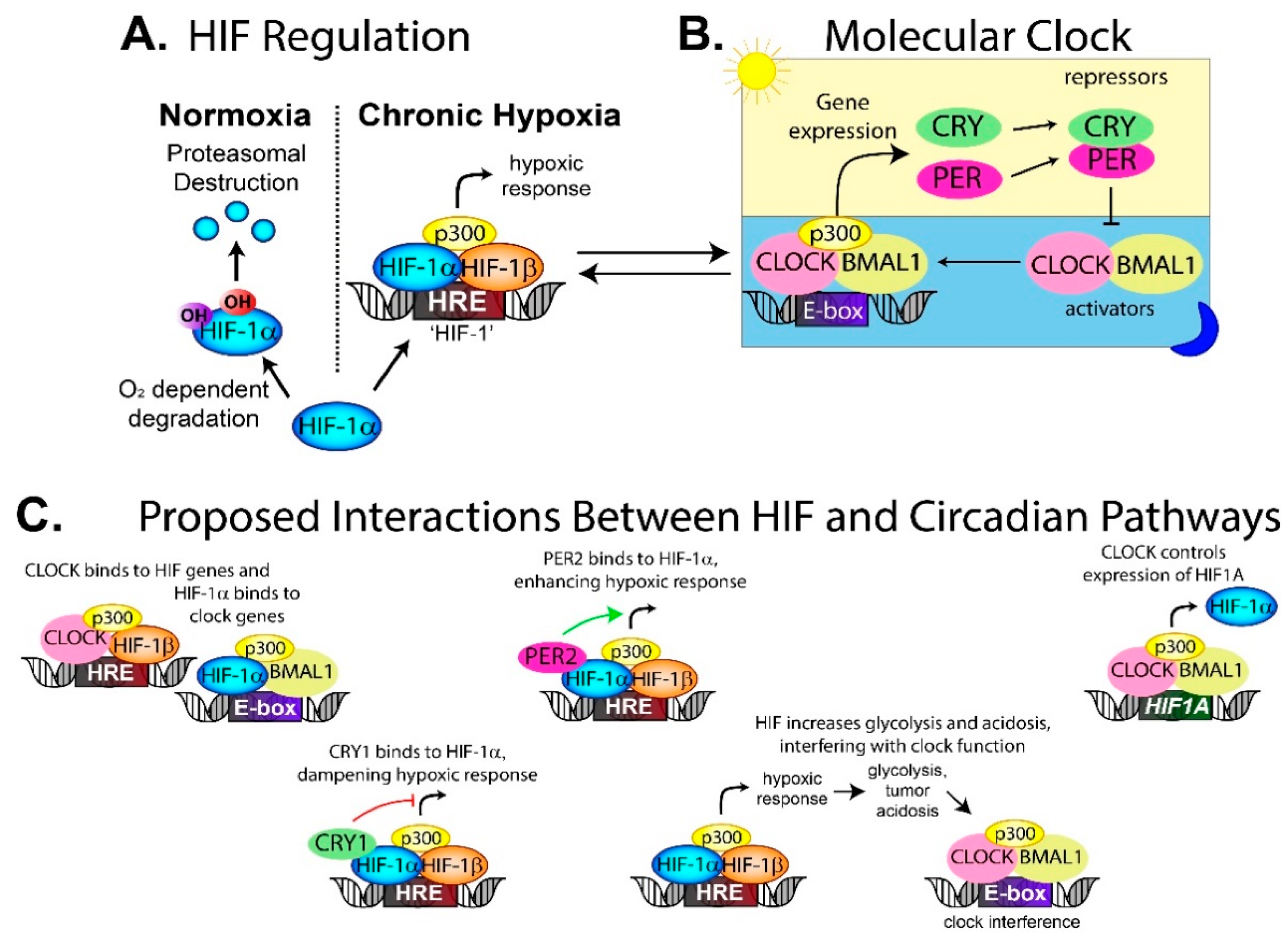Clockssleep 01 00034 g004