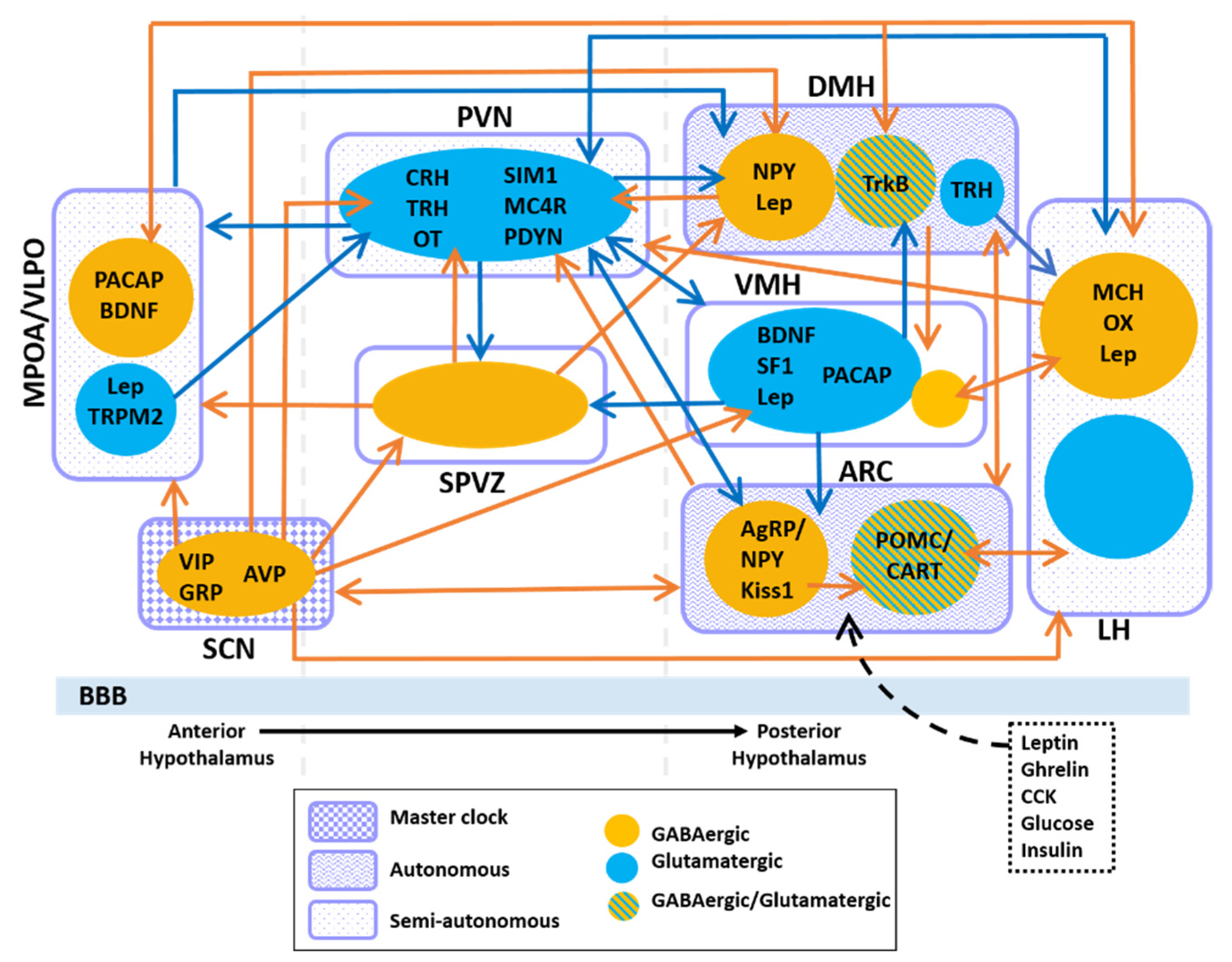 Clockssleep 03 00012 g002