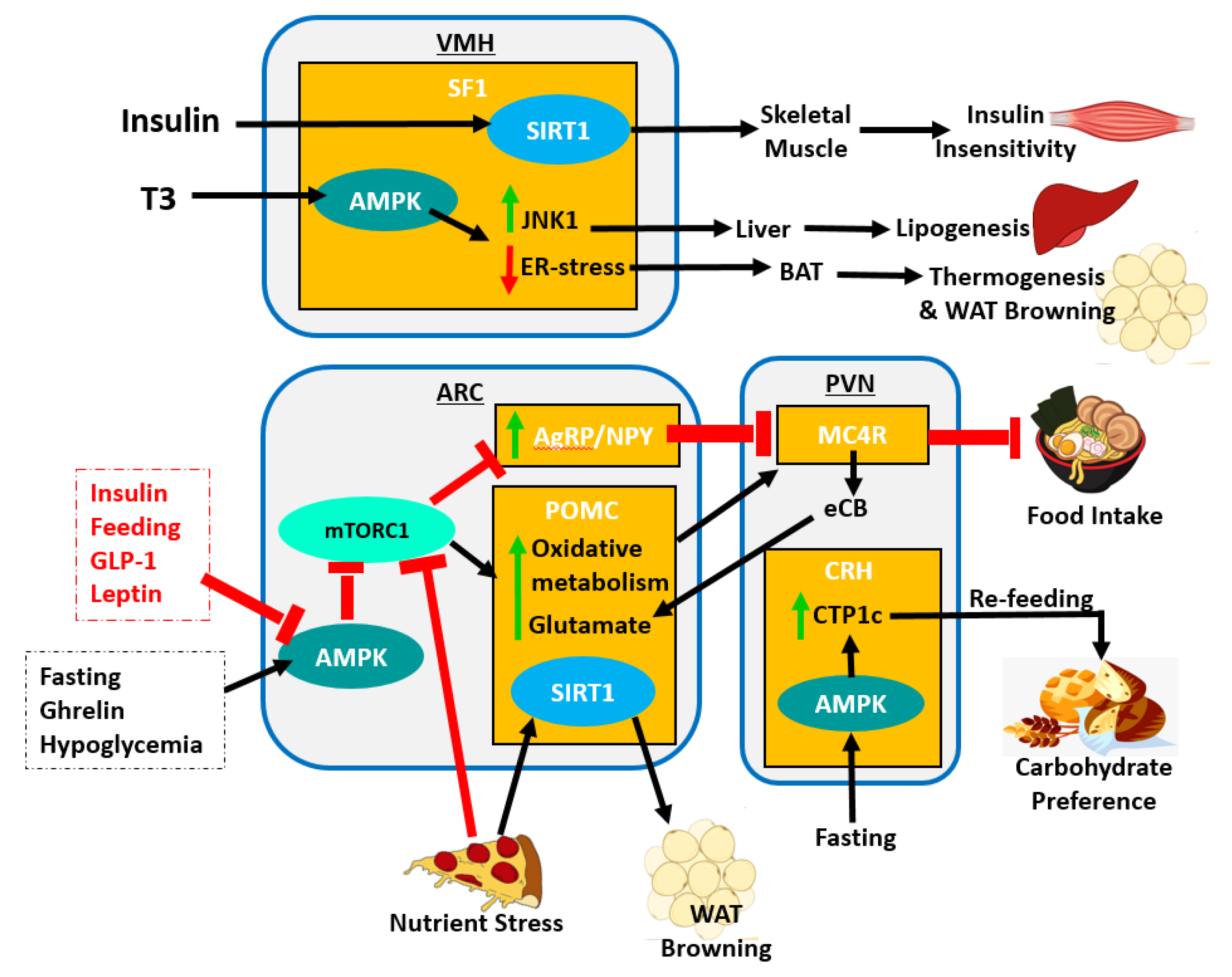 Clockssleep 03 00012 g004