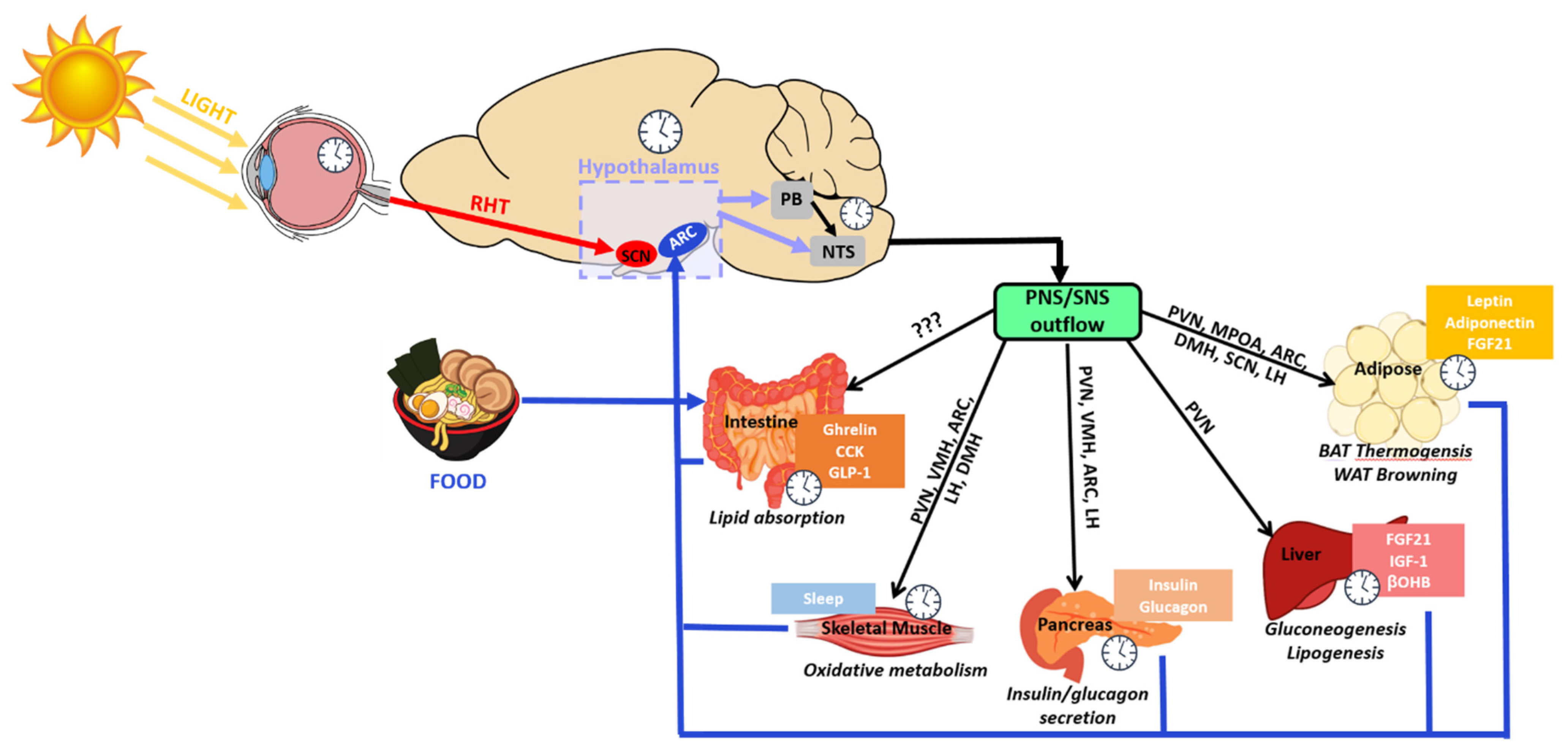 Clockssleep 03 00012 g005