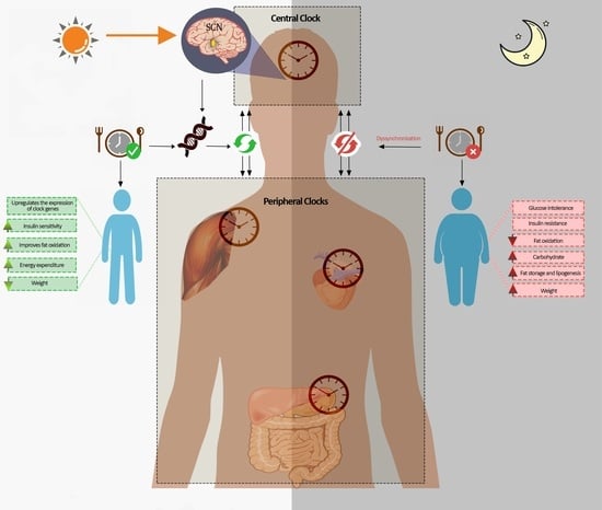 Timing Matters: The Interplay between Early Mealtime, Circadian Rhythms ...