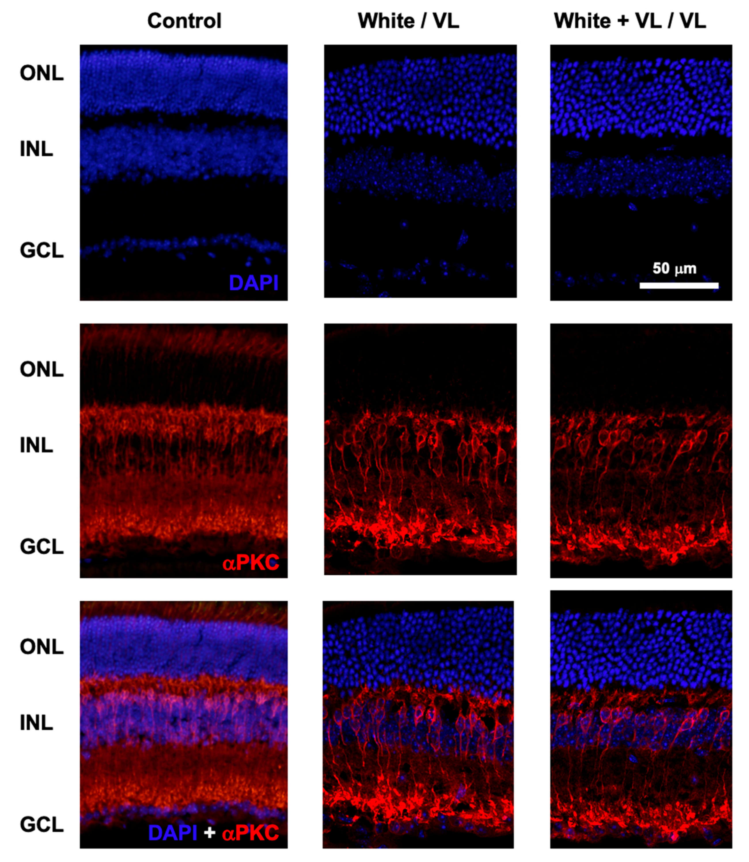 Clockssleep 06 00029 g003