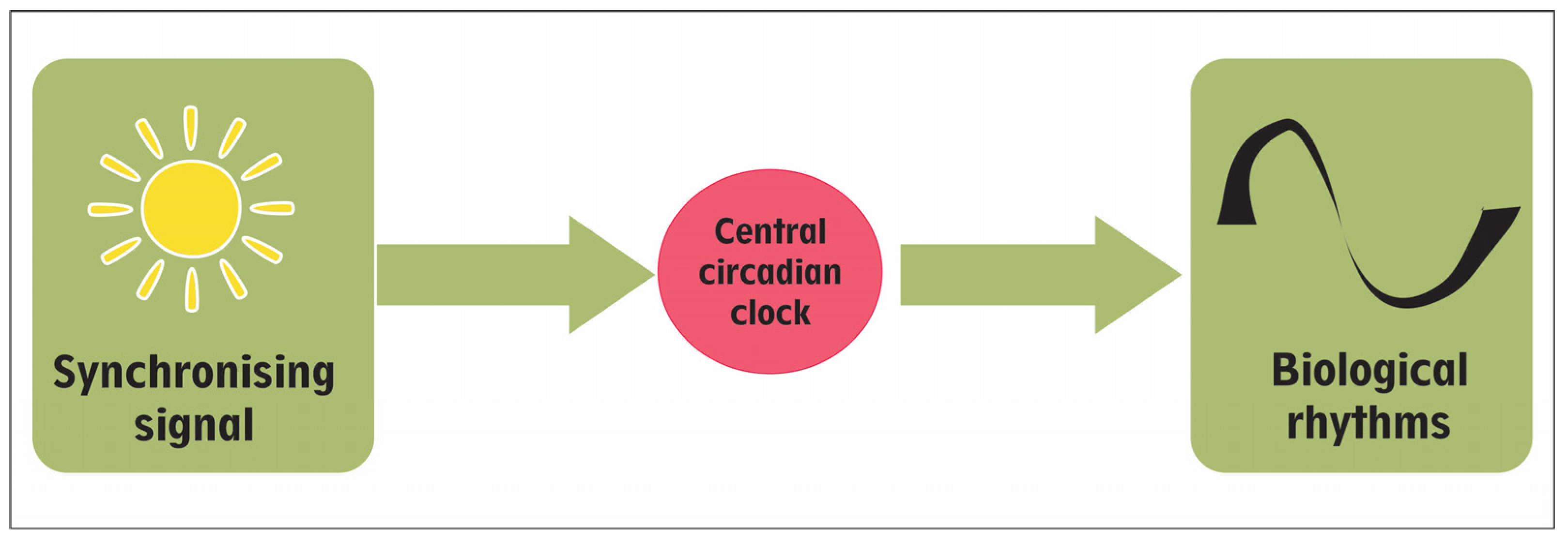 Clockssleep 08 00048 g001 Clockssleep 08 00048 g001