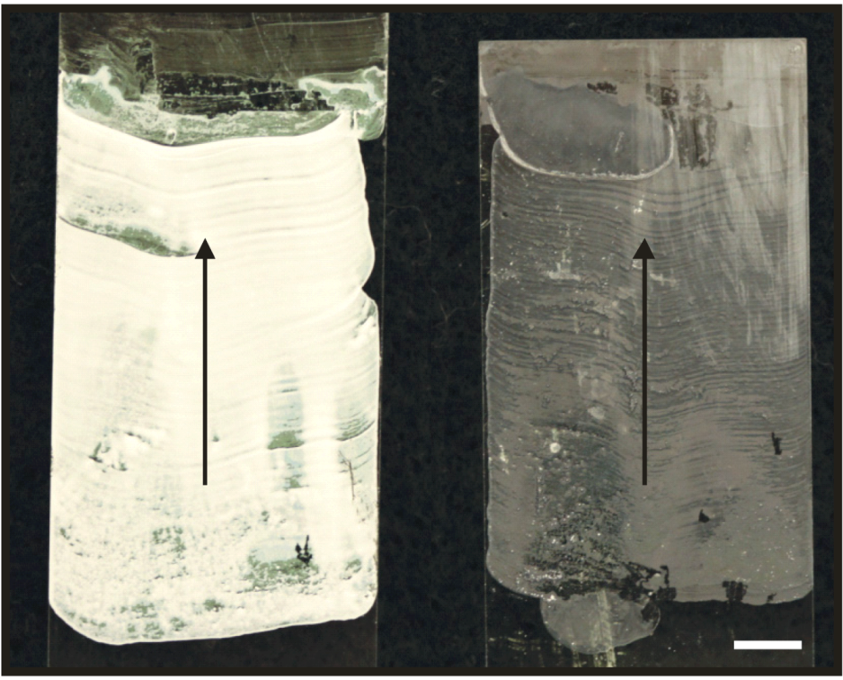 Coatings 03 00026 g002