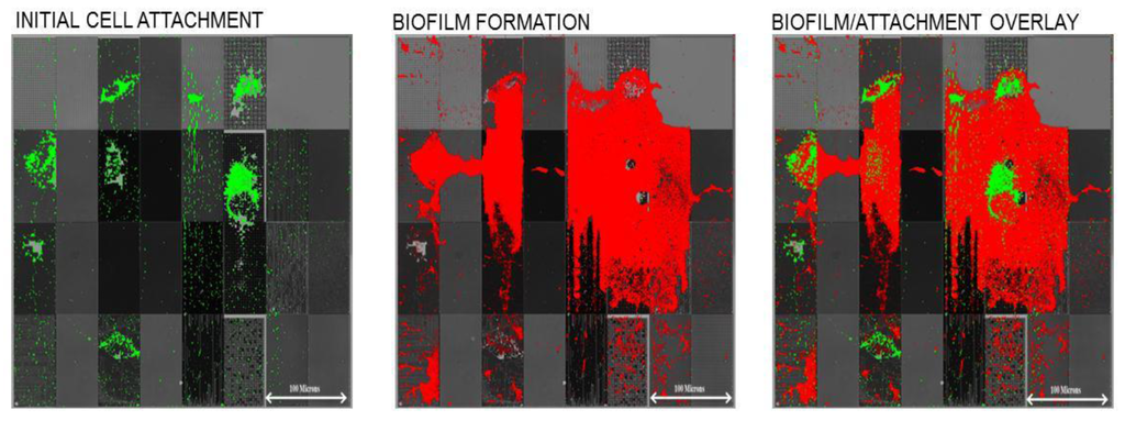 Coatings 04 00037 g005 1024