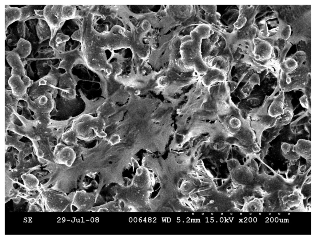 Coatings 05 00737 g008 1024