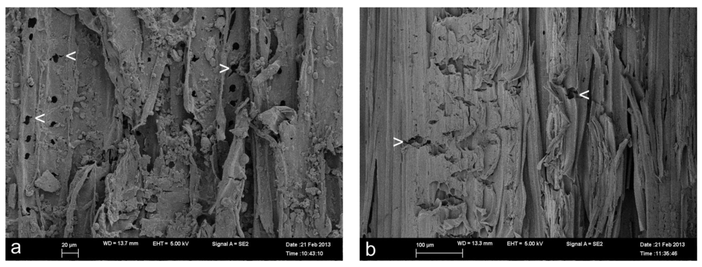 Coatings 05 00830 g002 1024
