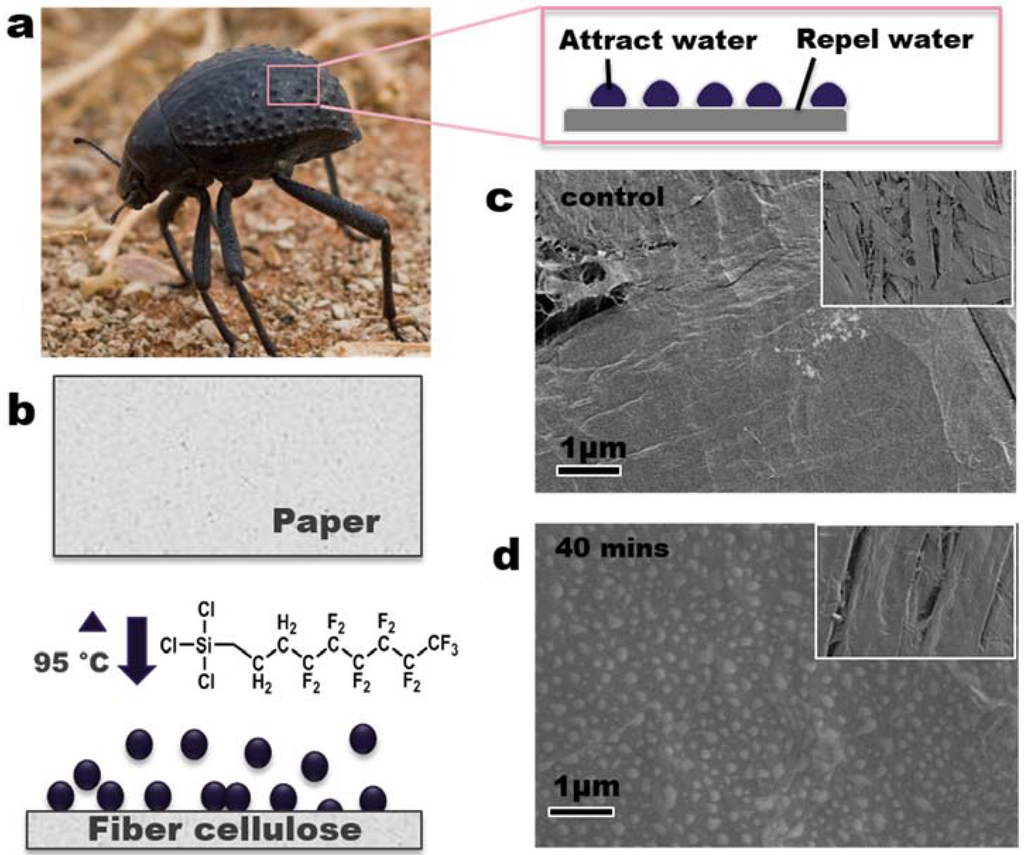 Coatings 05 01002 g005a 1024