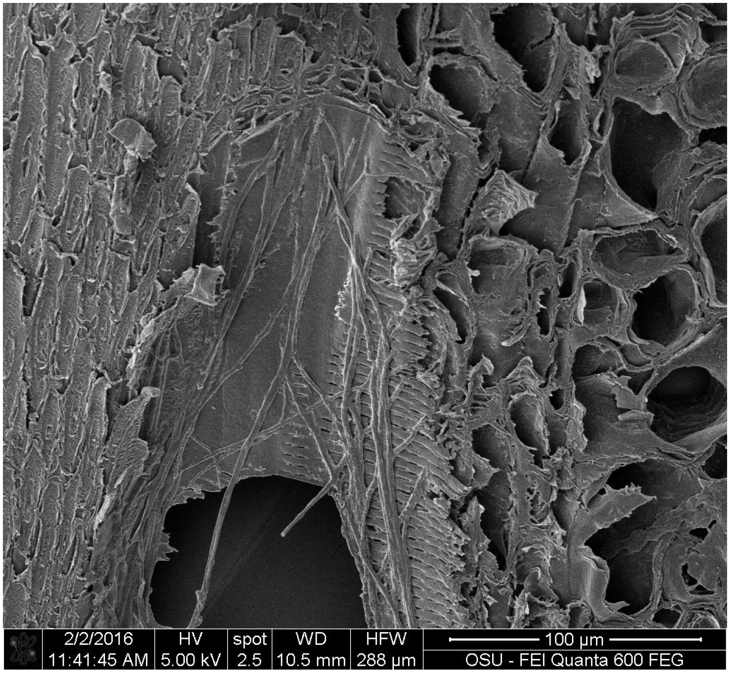 Coatings 06 00037 g001