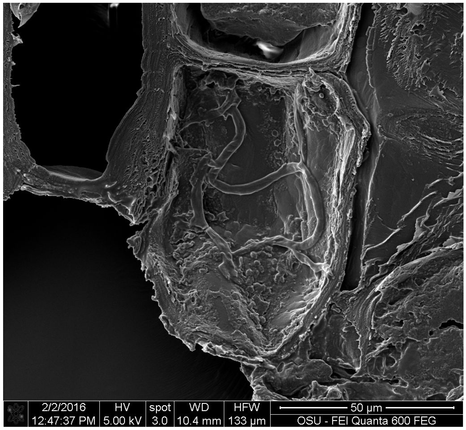 Coatings 06 00037 g002
