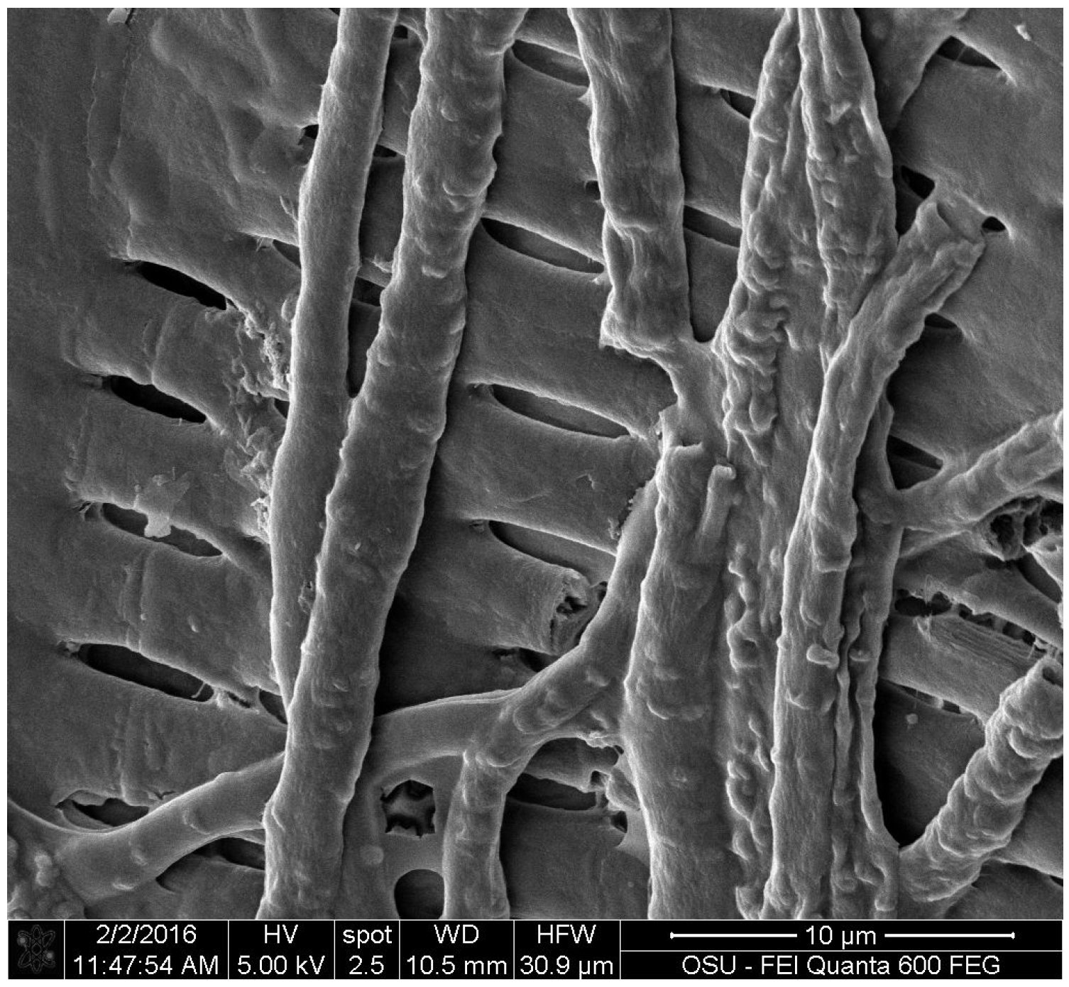 Coatings 06 00037 g003