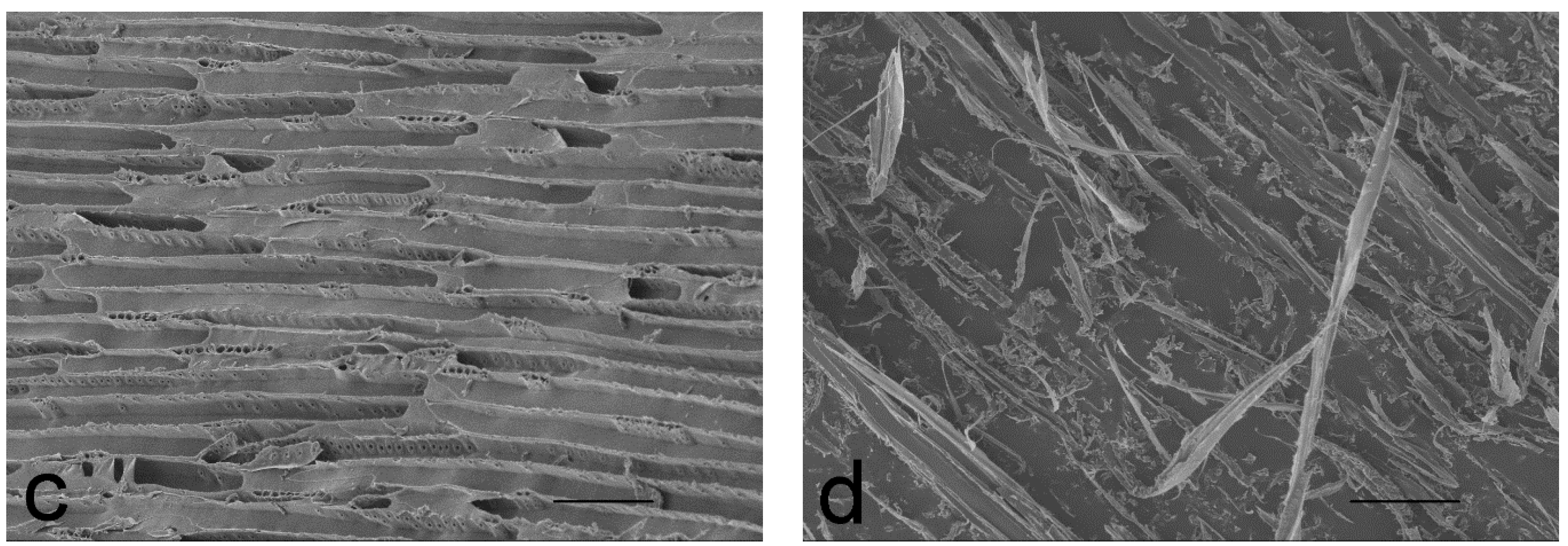 Coatings 07 00135 g005b Coatings 07 00135 g005b