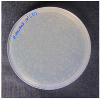 Coatings 07 00145 i006