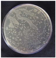 Coatings 07 00145 i007