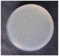 Coatings 07 00145 i008