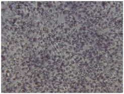 Coatings 07 00145 i013