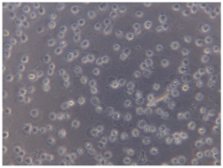 Coatings 07 00145 i014