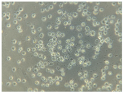 Coatings 07 00145 i015