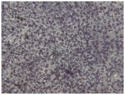 Coatings 07 00145 i017